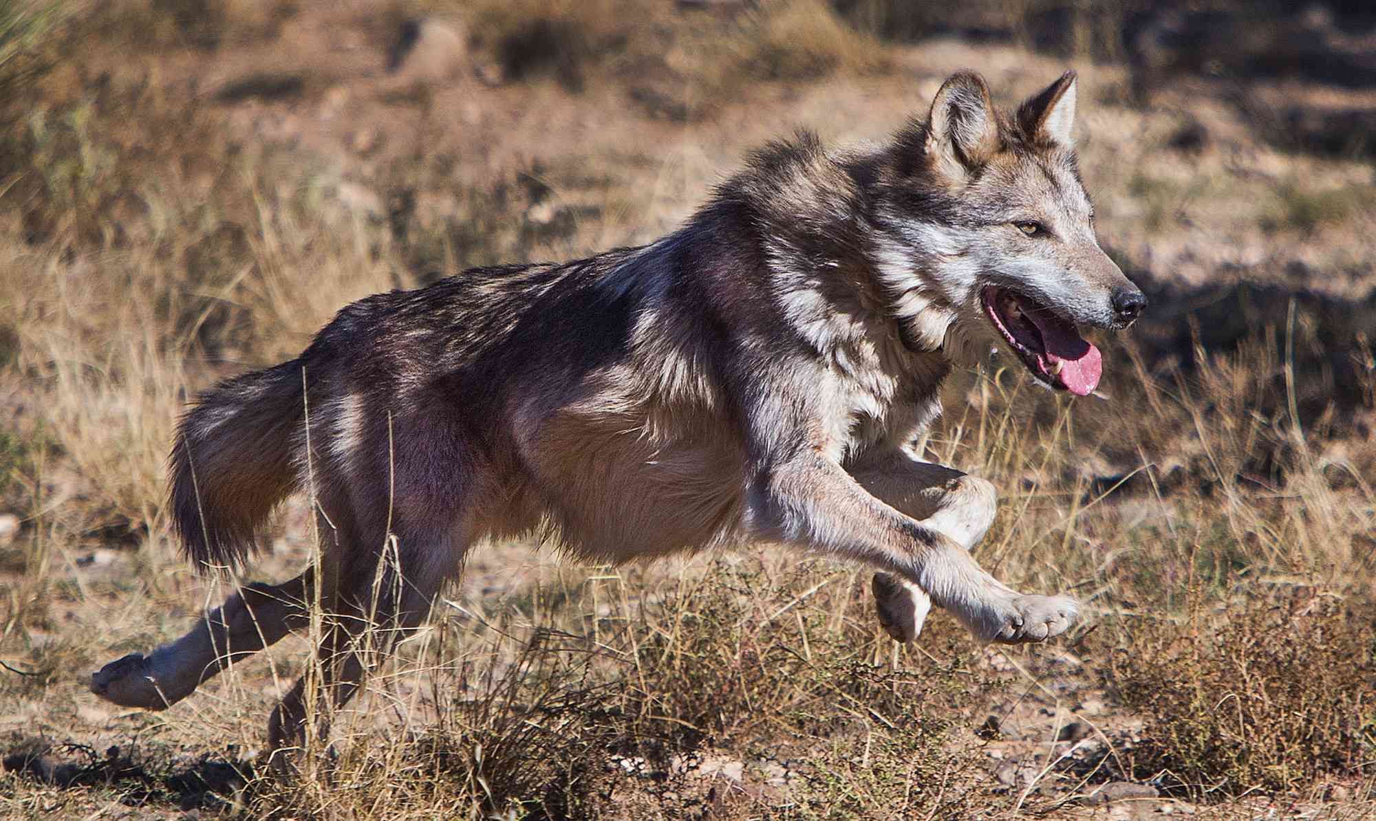 Mexican Gray Wolf Running at Sevilleta National Wildlife Refuge