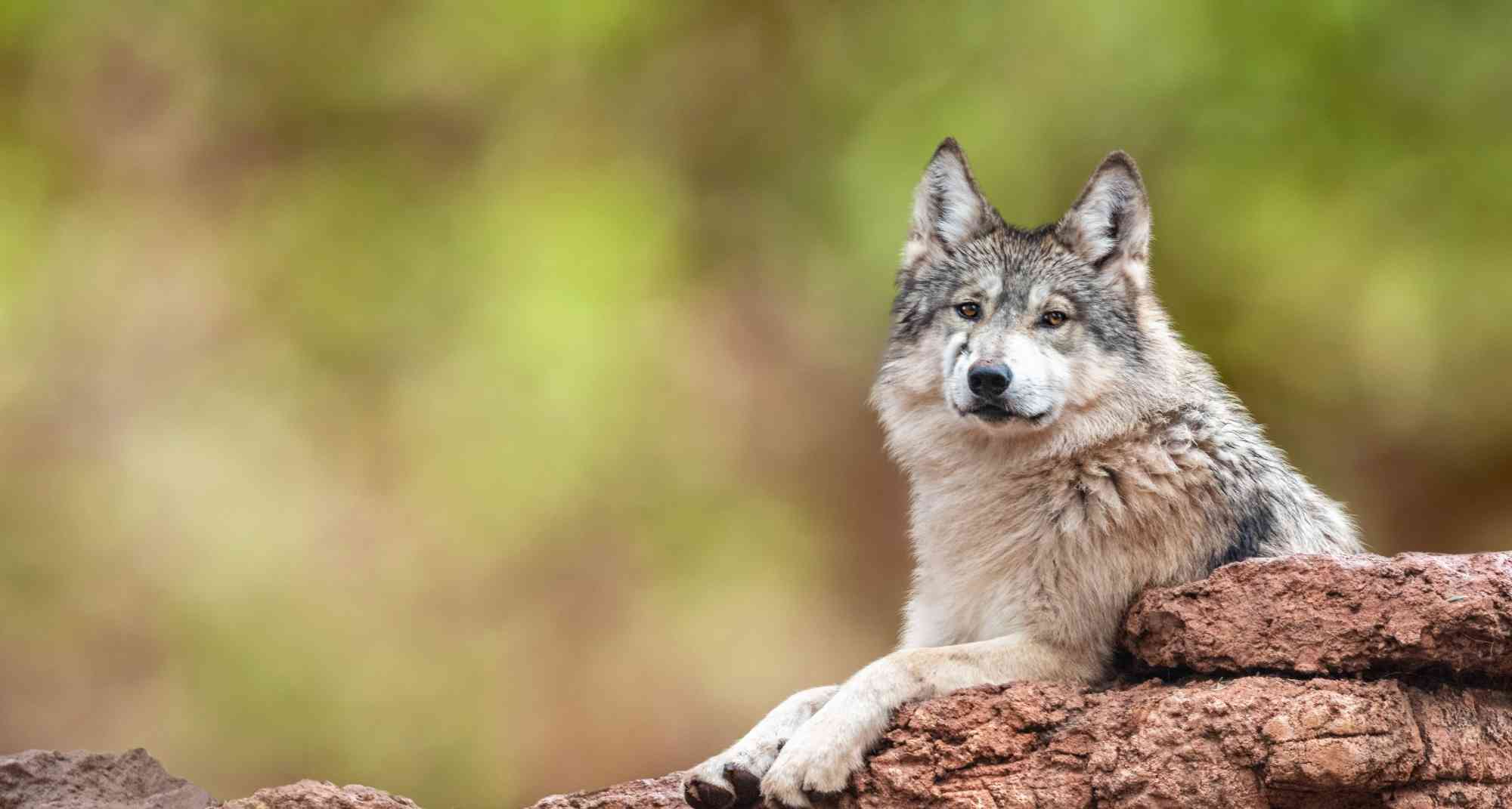 Mexican Gray Wolf on Rock