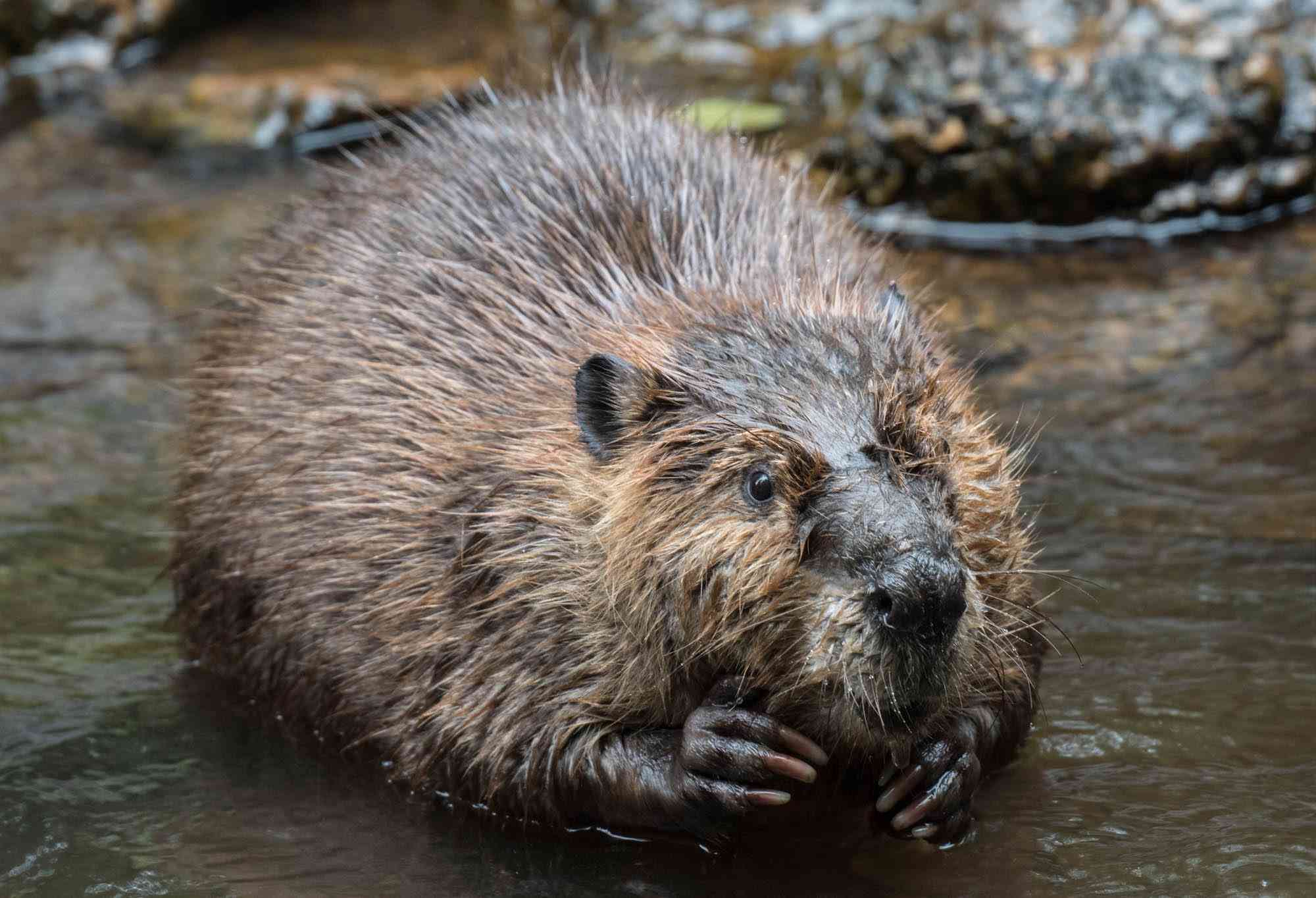 Beaver holding something in their paws 