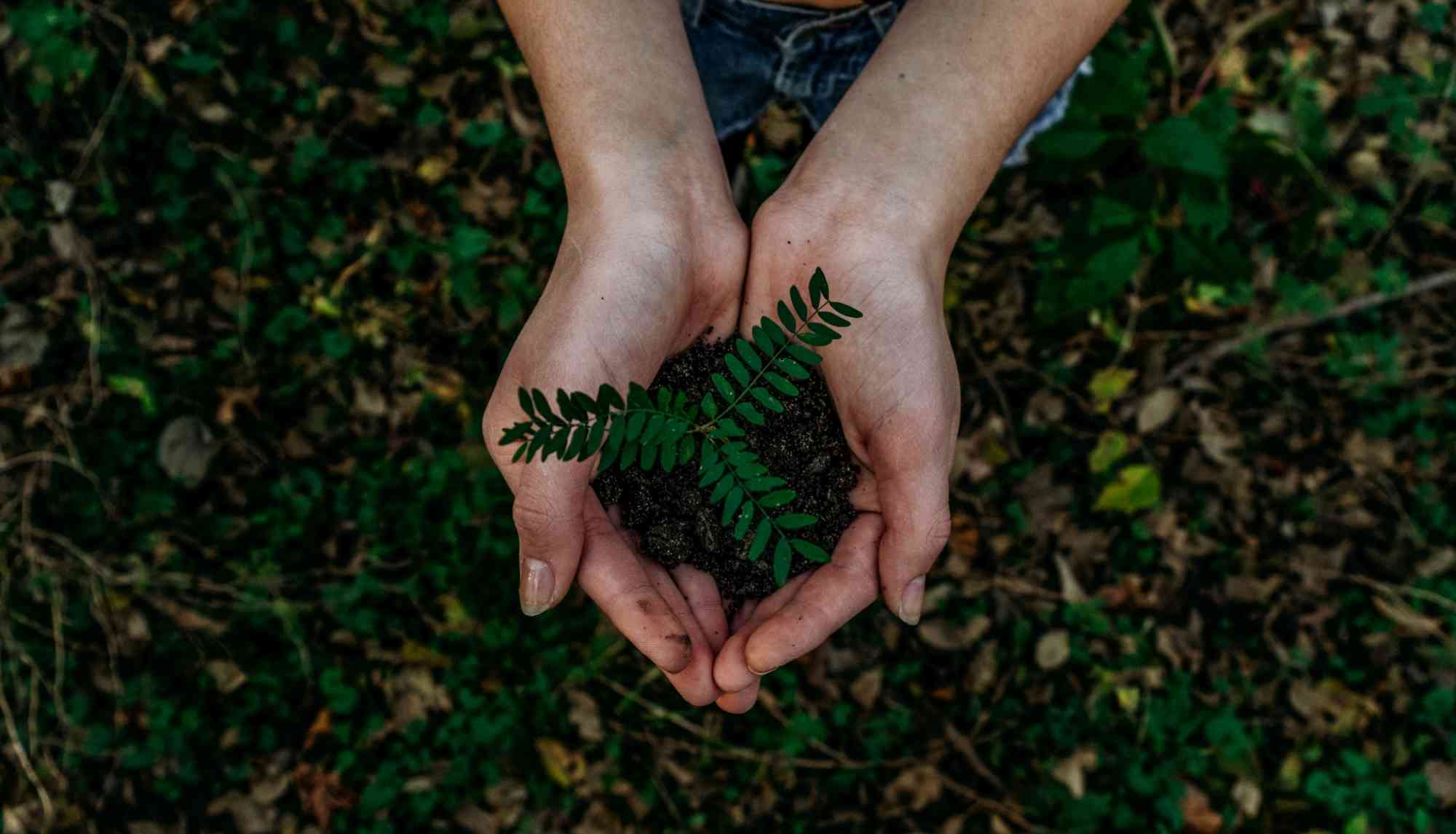Aerial Photo of Hands Holding a Small Fern in Dirt