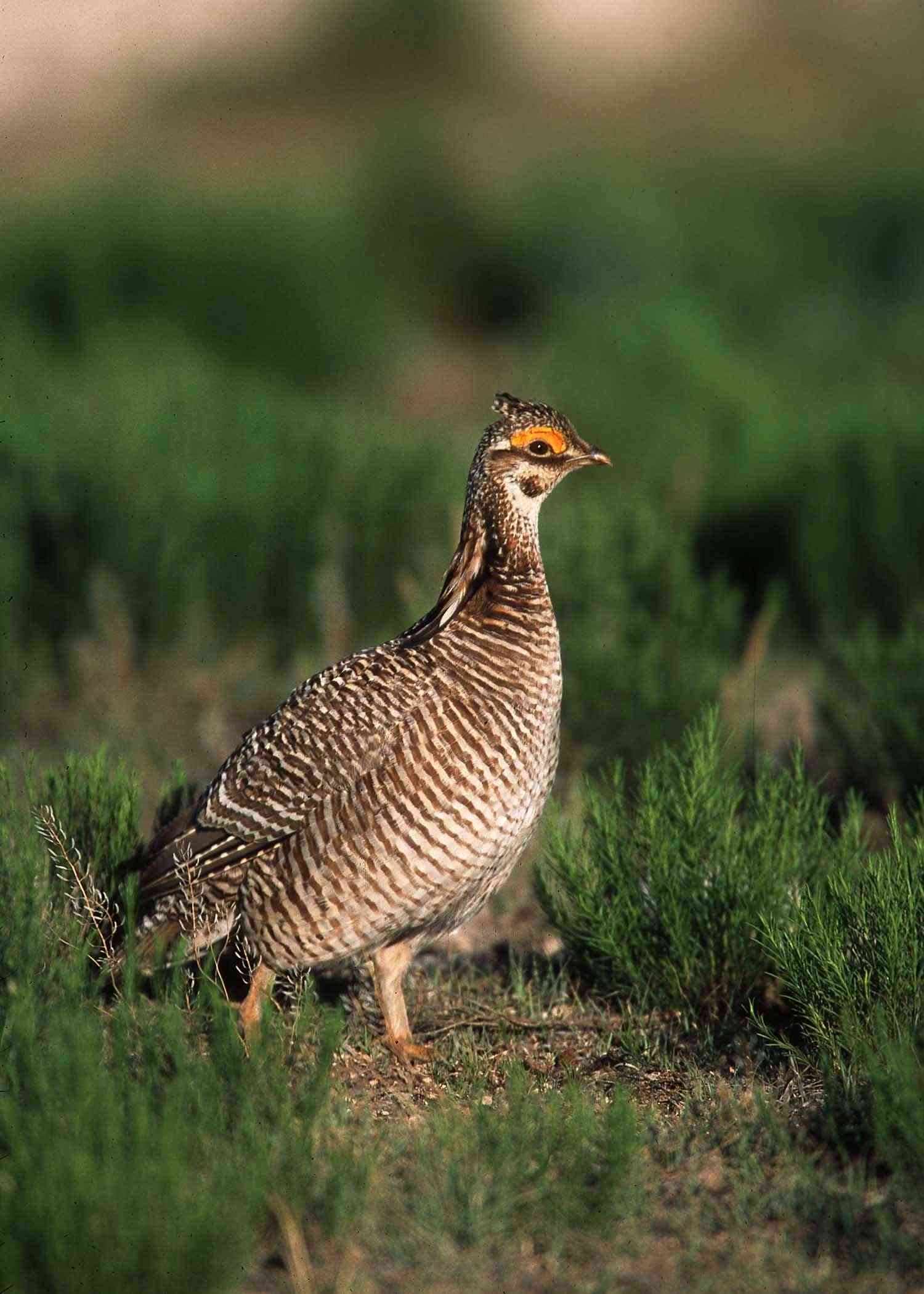 Female lesser prairie-chicken