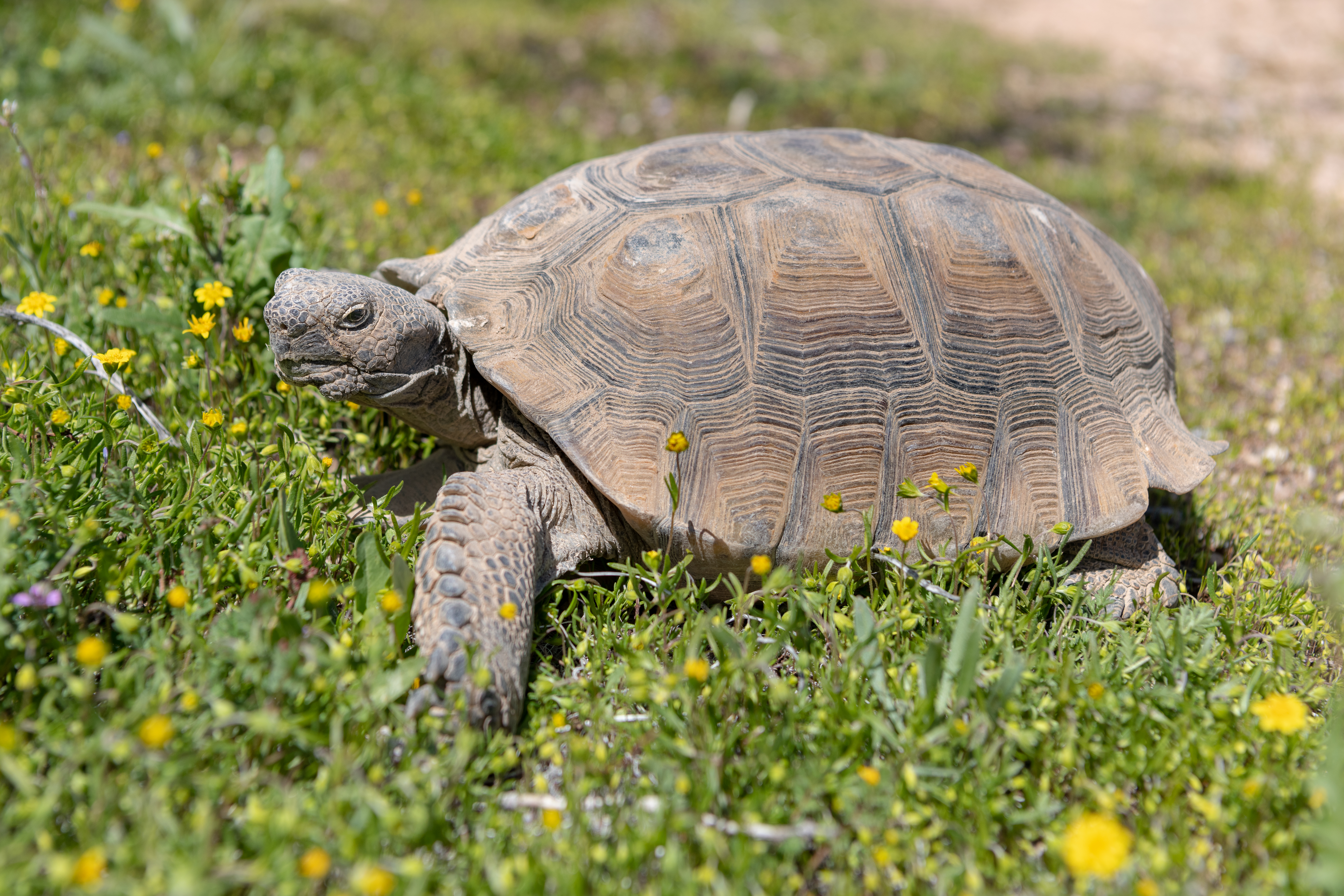 Celebrating 50 Years of the Desert Tortoise Research Natural Area ...