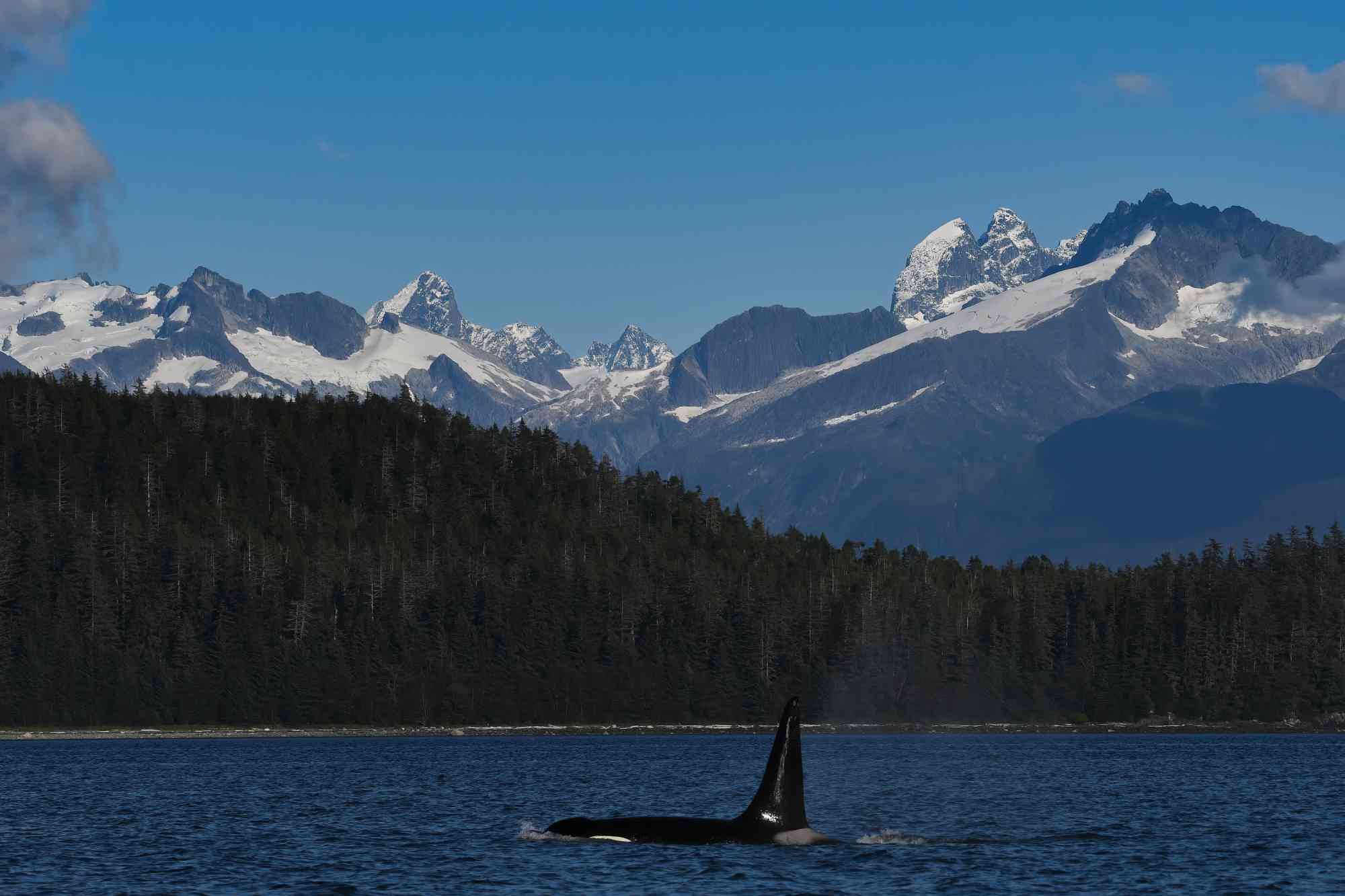 Orca - Tongass National Forest - Alaska
