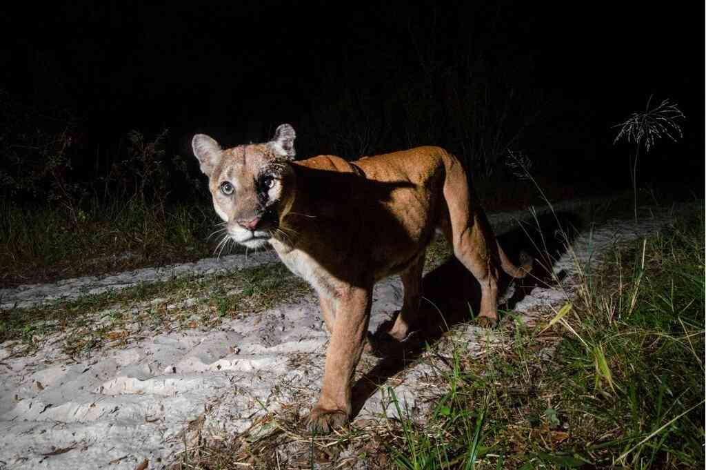 Florida Panther looking straight at camera - MS 45 - fStop Foundation