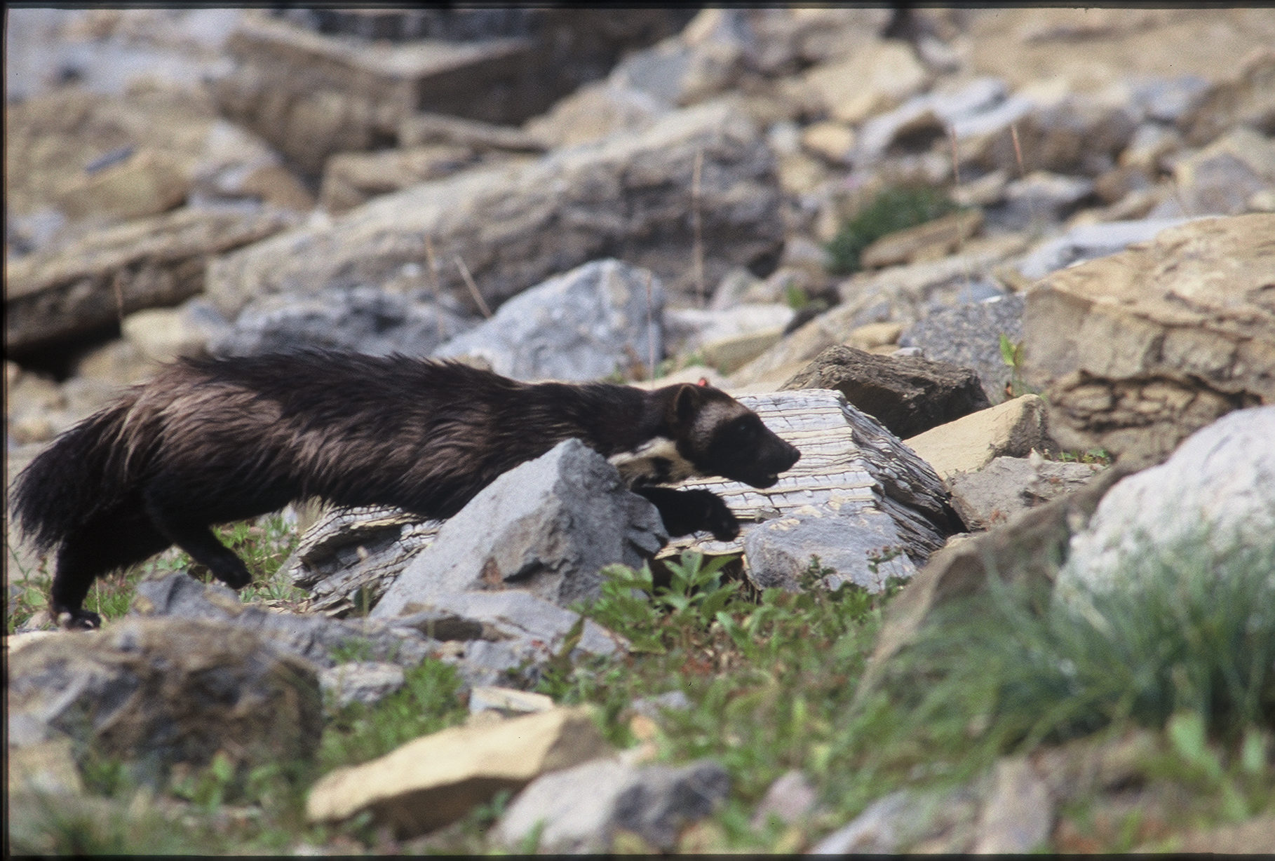 Rare Wolverine Spotted In Eastern Sierra | Defenders Of Wildlife