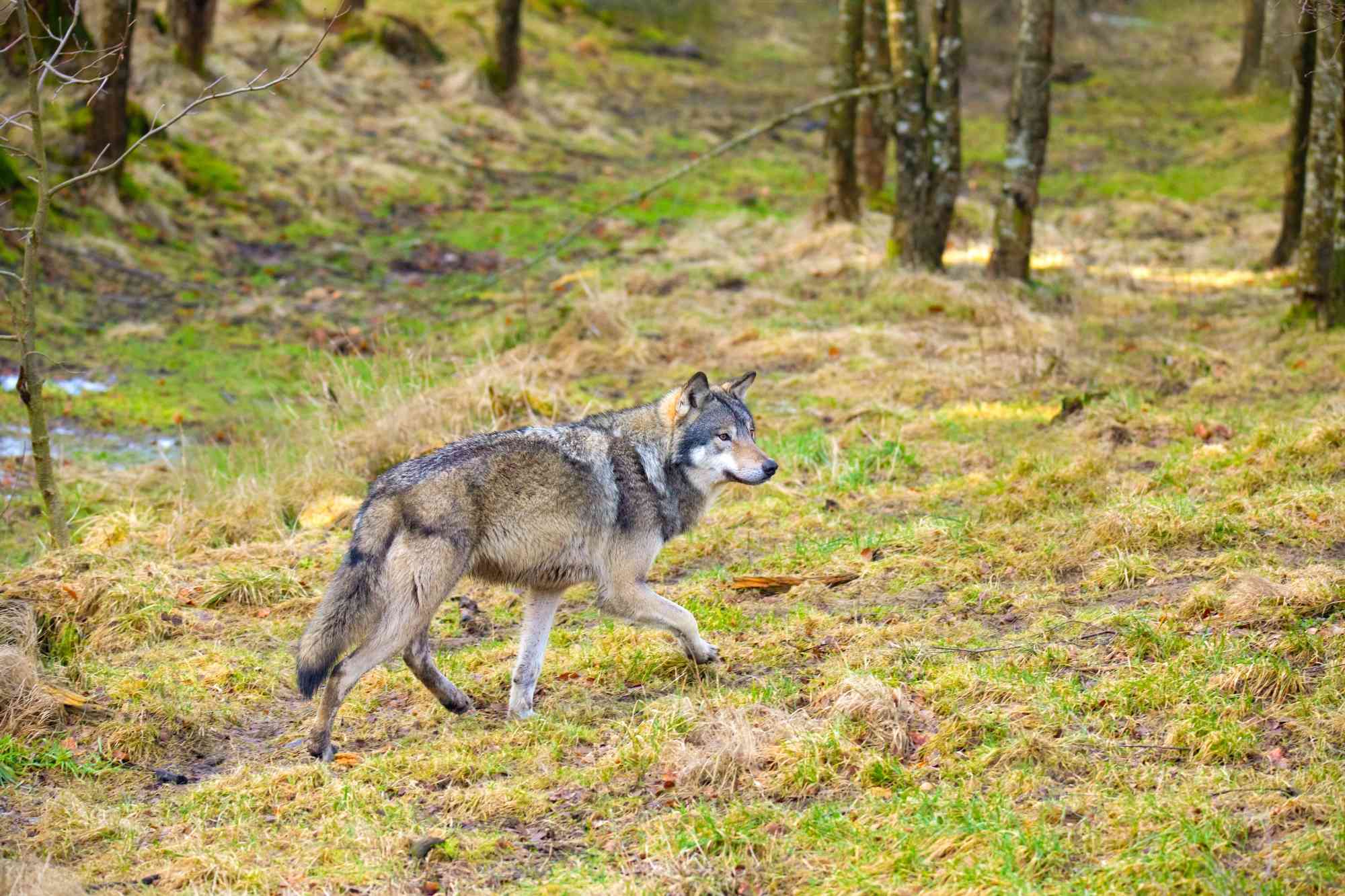 Male Gray Wolf in Autumn Forest - kjekol - iStockphoto