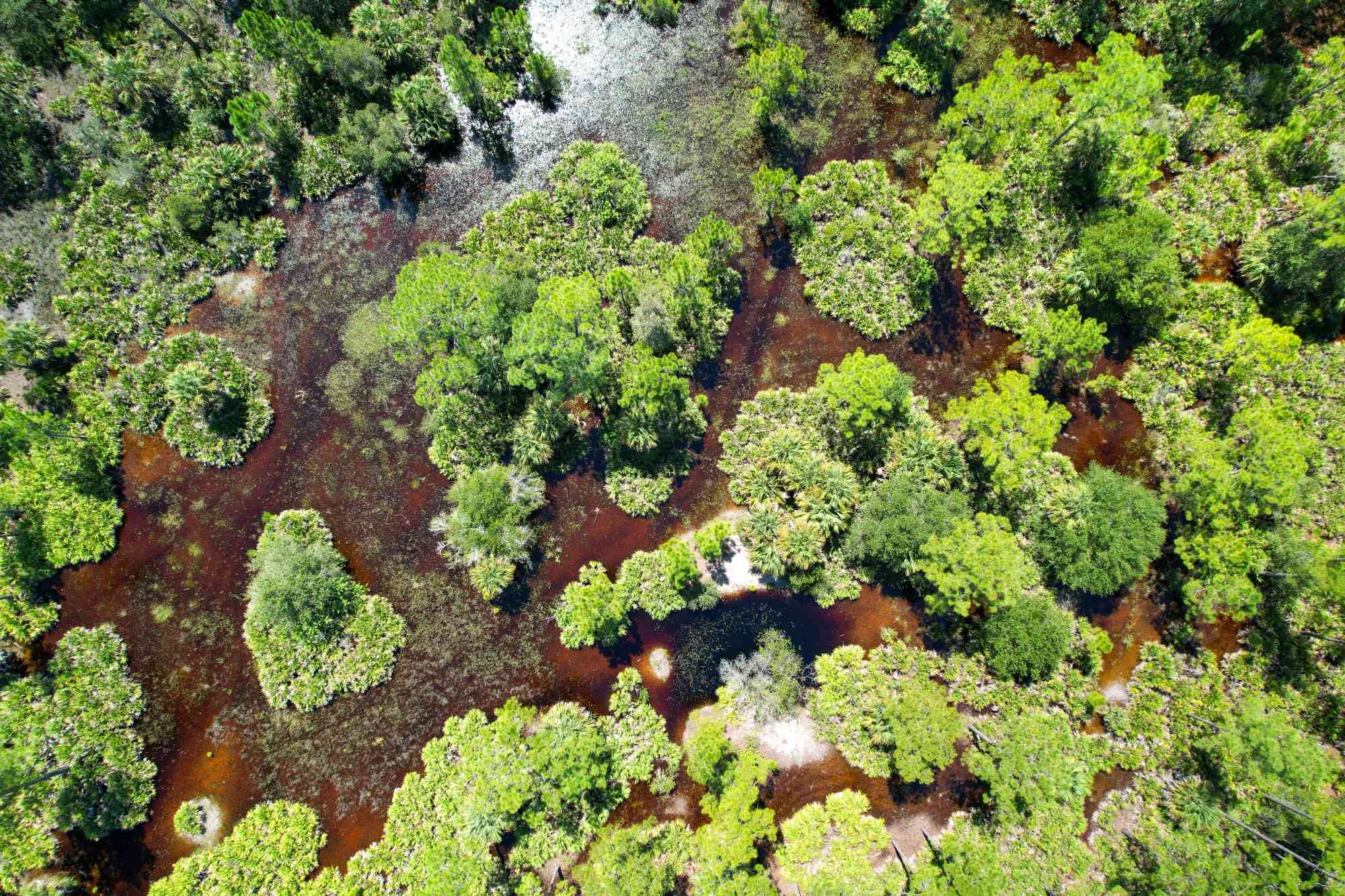 Aerial Wetland Landscape - Dinner Island Ranch Wildlife Management Area - Florida
