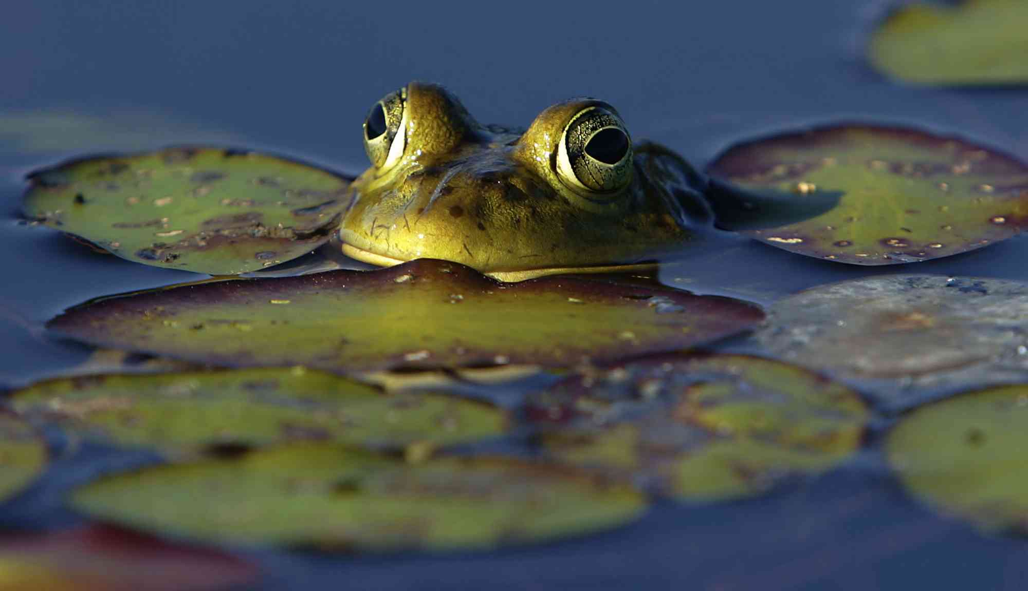 2006.07.16 - Bullfrog Among the Lily Pads - Munsel Lake - Florence - Oregon - Kevin Clark