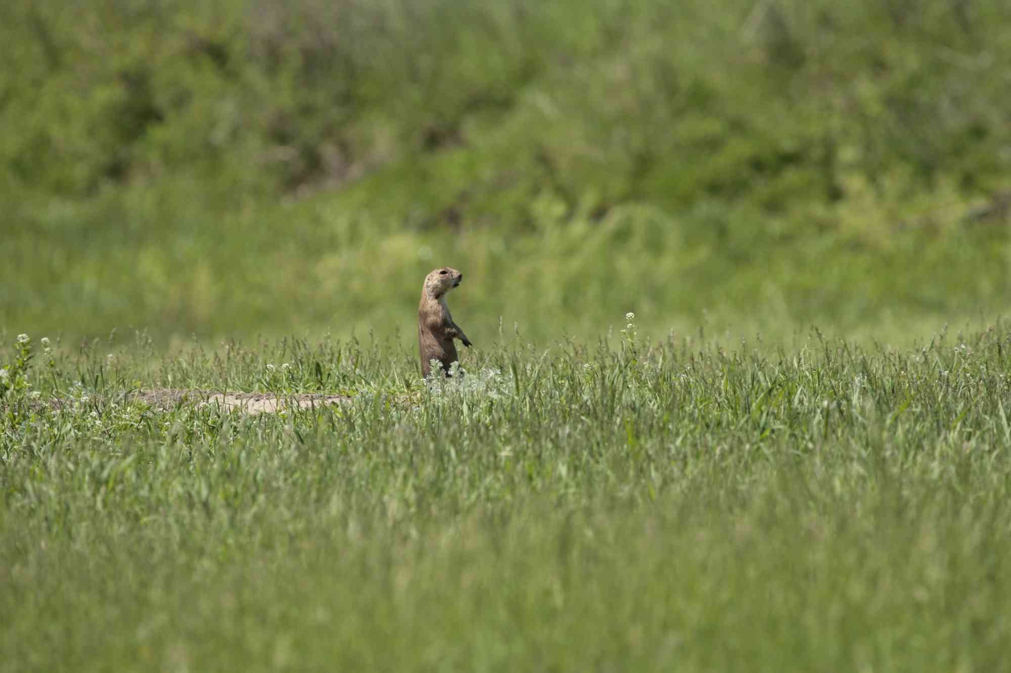2010.06.04 - Prairie Dog Sentinel - Custer State Park - South Dakota - Randy Vacchi