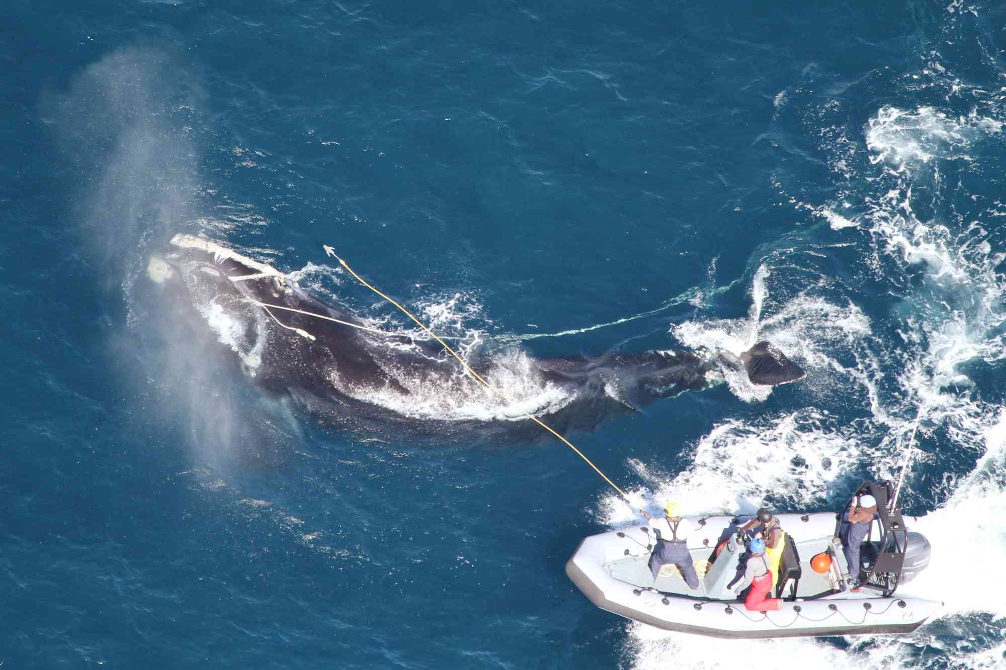 Entangled North Atlantic Right Whale