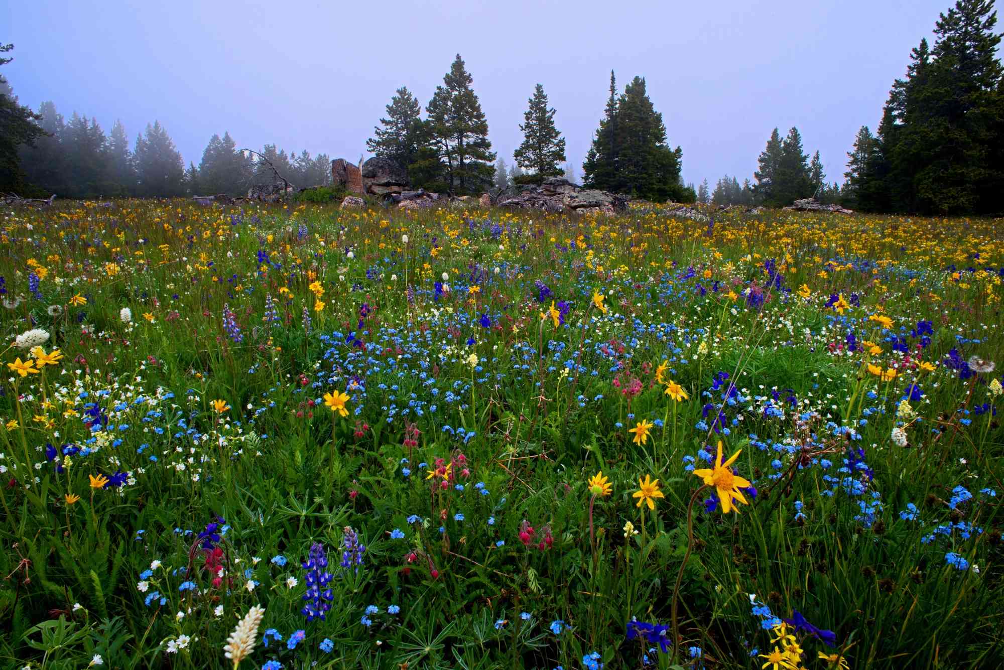 2015.06.16 - Spring Wildflowers - Bighorn National Forest - Wyoming - Jeff Beaupre