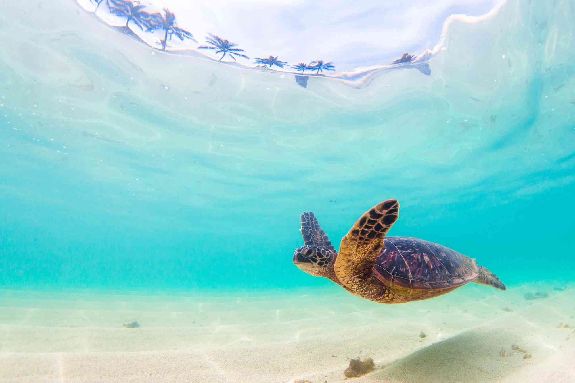 2017.12.26 - Green Sea Turtle Swimming in Pacific Ocean - Hawaii - Shane Myers-Alamy Stock Photo
