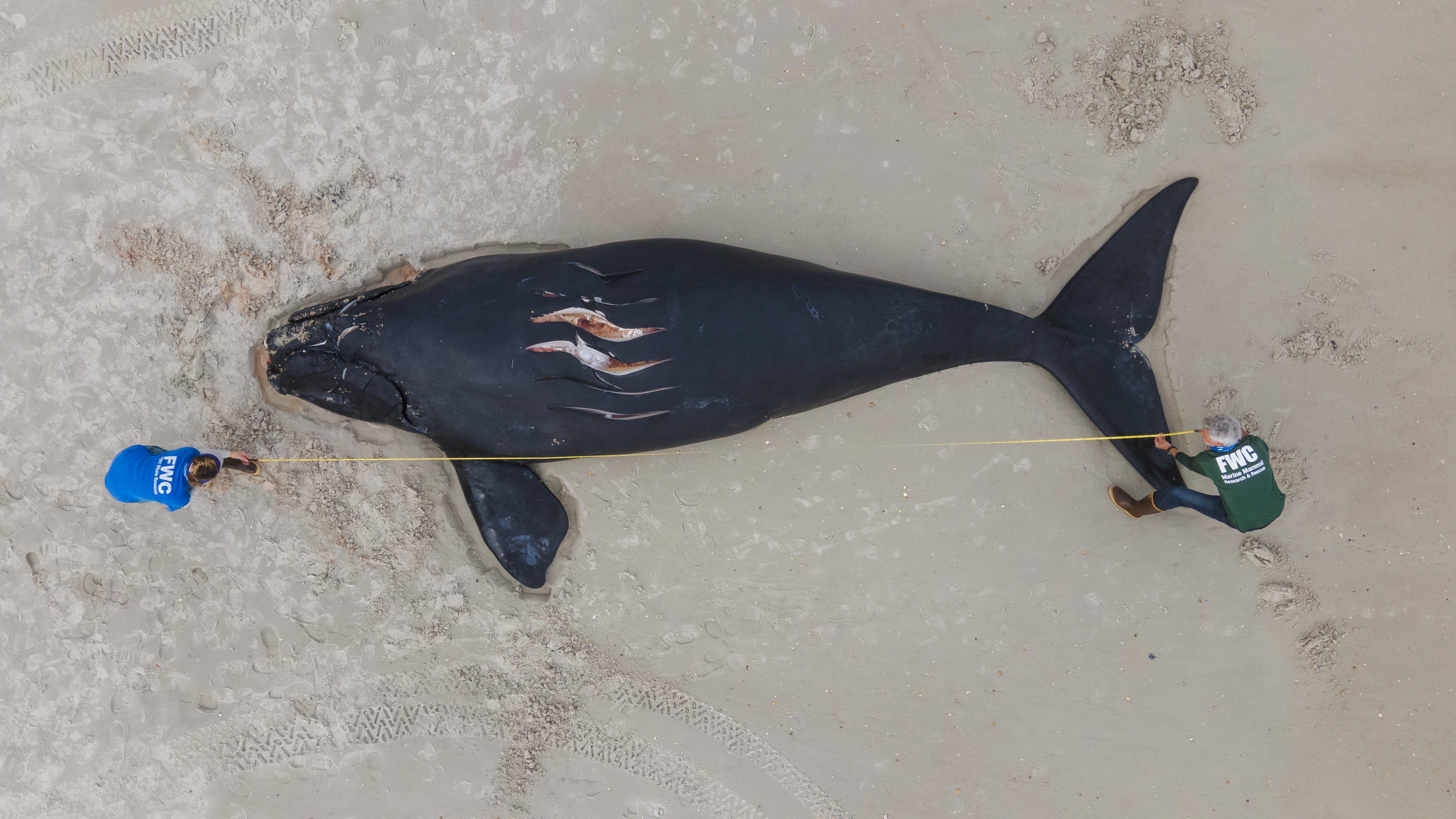 North Atlantic Right Whale