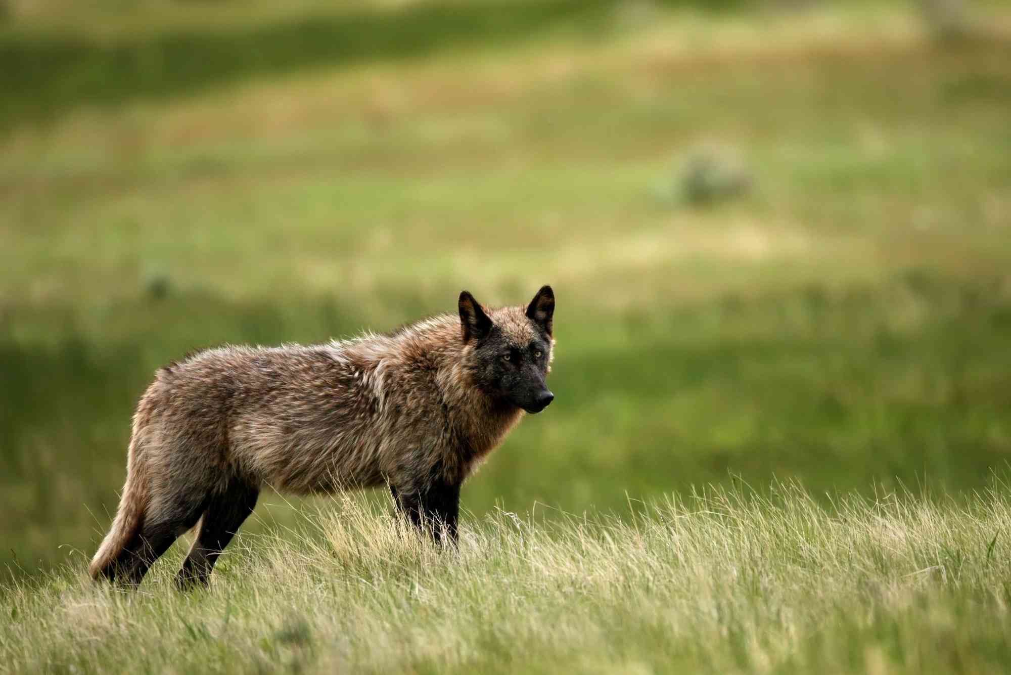 2012.06.10 - Gray Wolf - Yellowstone National Park - Wyoming - Jim Chagares