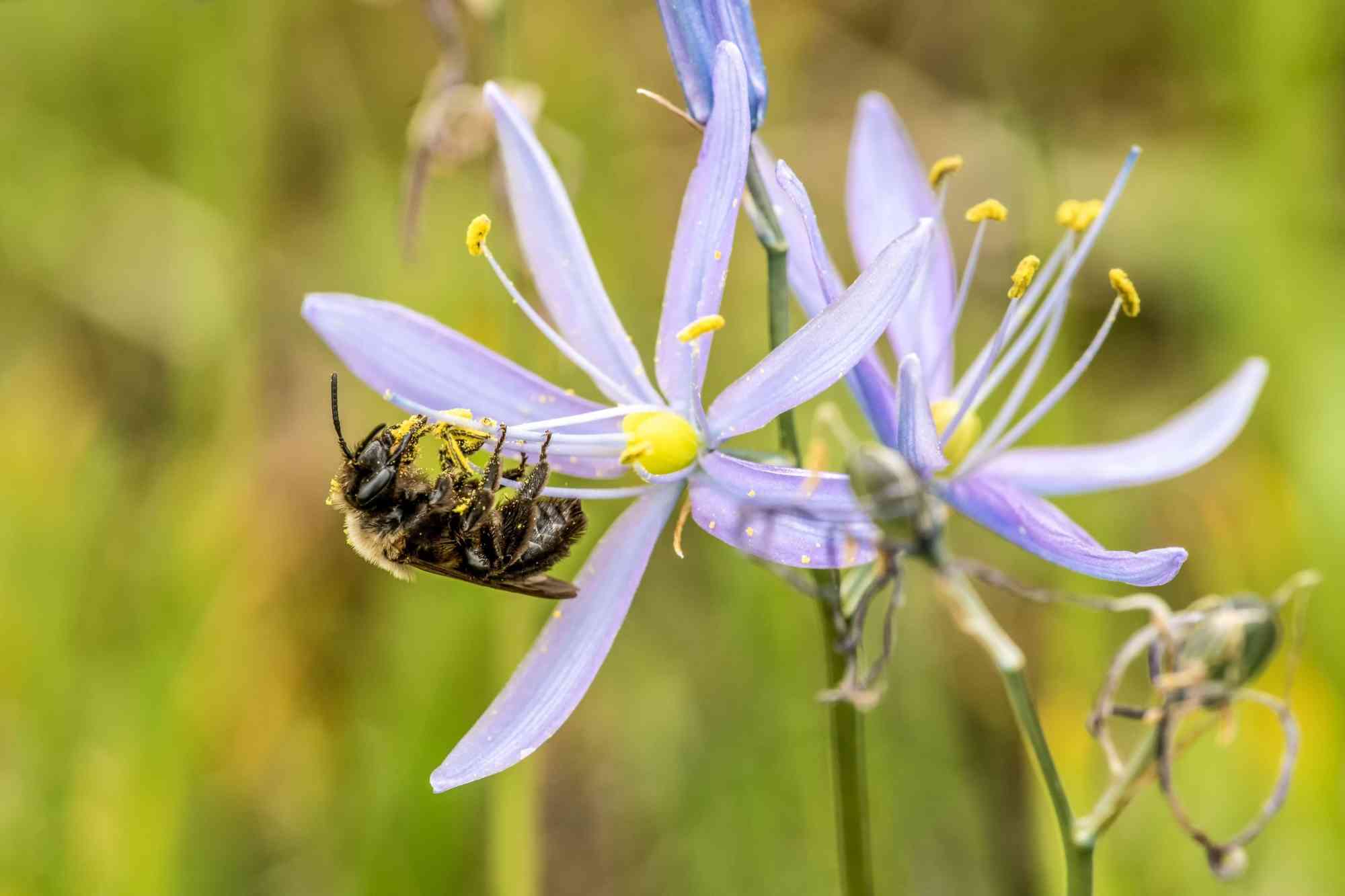 2018.05.11 - Franklin's Bumblebee on Wildflower - Washington - Janet Horton