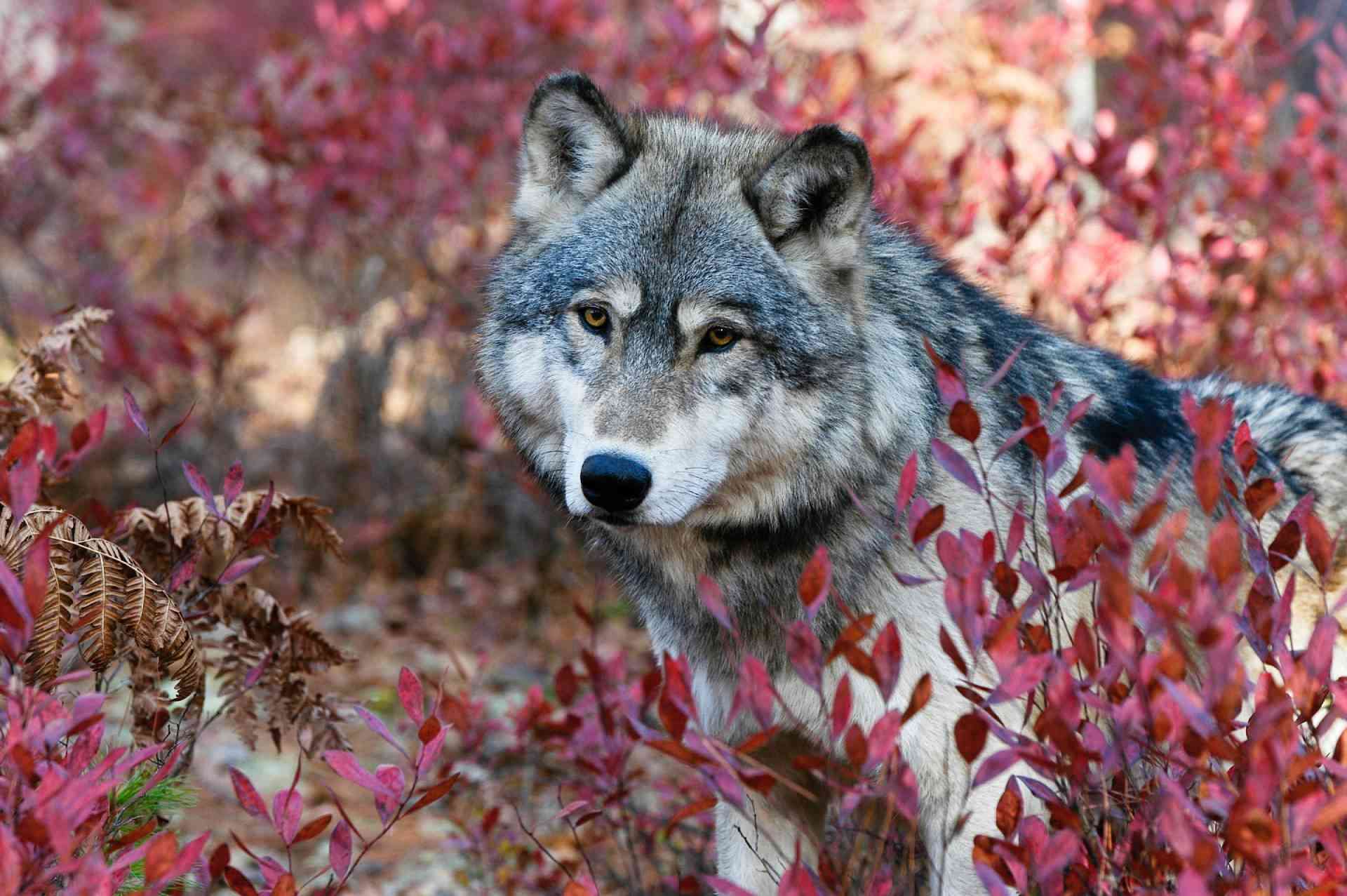 Gray Wolf Peeking out of berry bush