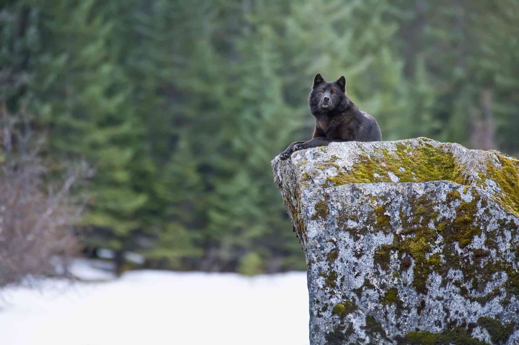 2006.03.28 - Alexander Archipelago Wolf on Boulder - Alaska - John Hyde-Wild Things Photography