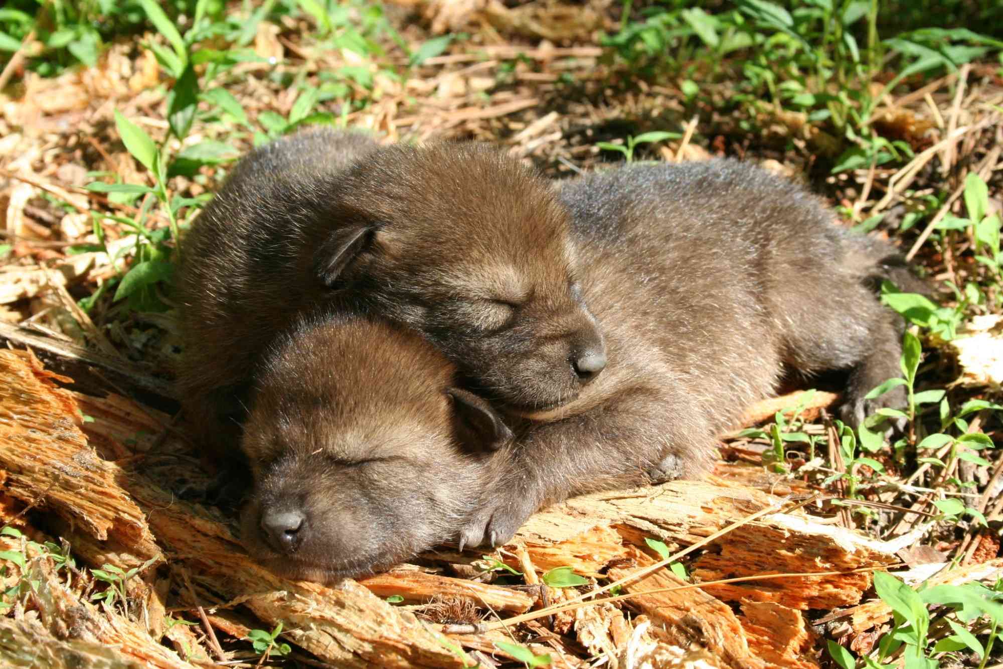 2016.06.01 - Red Wolf Foster Pups Cuddling - Ryan Nordsven USFWS
