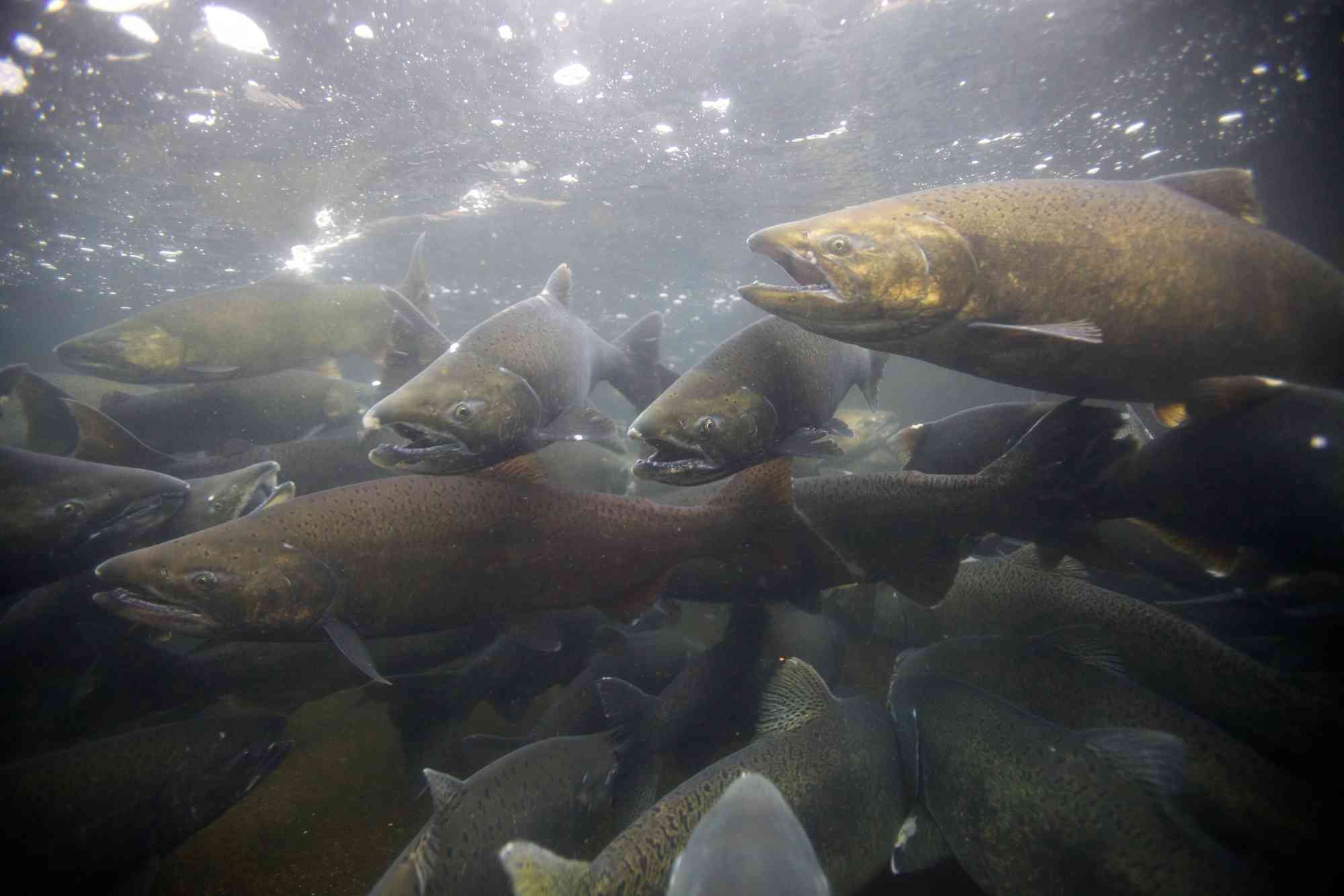 2020.02.26 - Chinook Salmon - Spawing in Fall - Pacific Northwest - Ryan Hagerty-USFWS