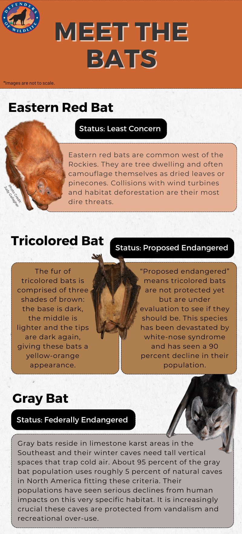 FINAL_Bats Surveyed Graphic