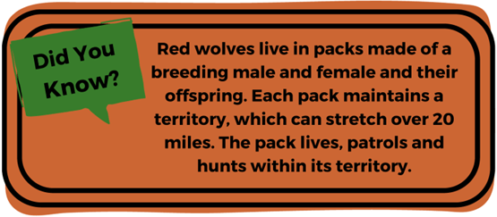 Red Wolf Factoid 2