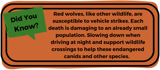 Red Wolf Factoid 3