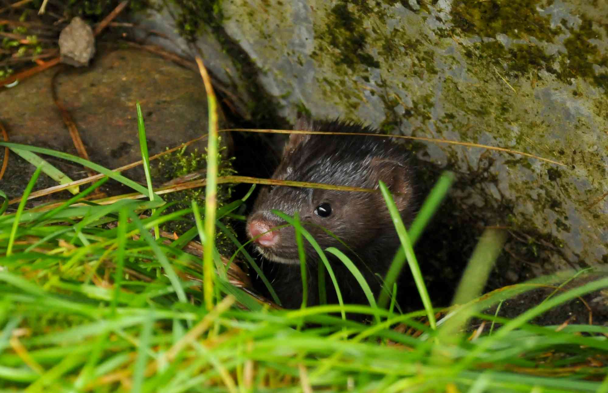 brown mink looks out from under rock and grass