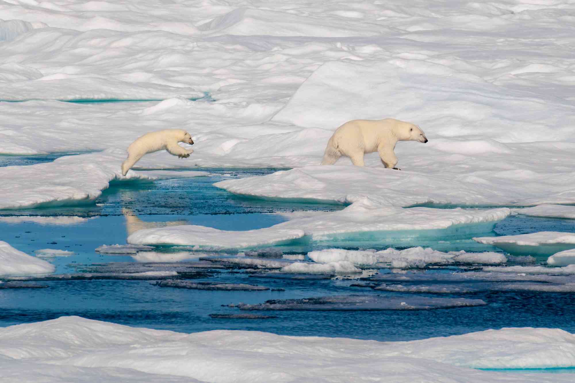 2015.08.04 - Polar Bears Crossing an Ice Field - Canada - Donna Kramer