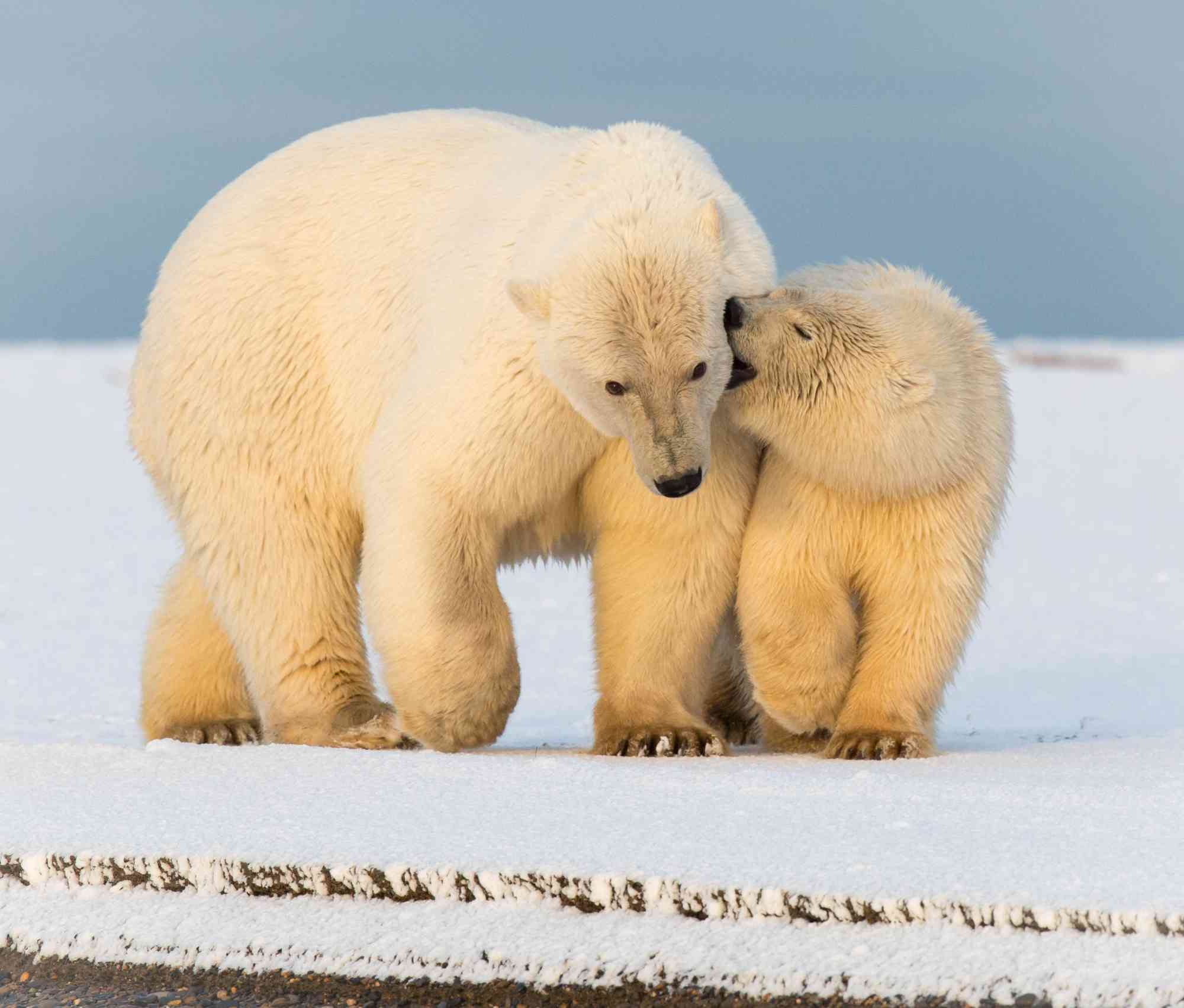2016.10.07 - Polar Bear Family - Sue Dougherty