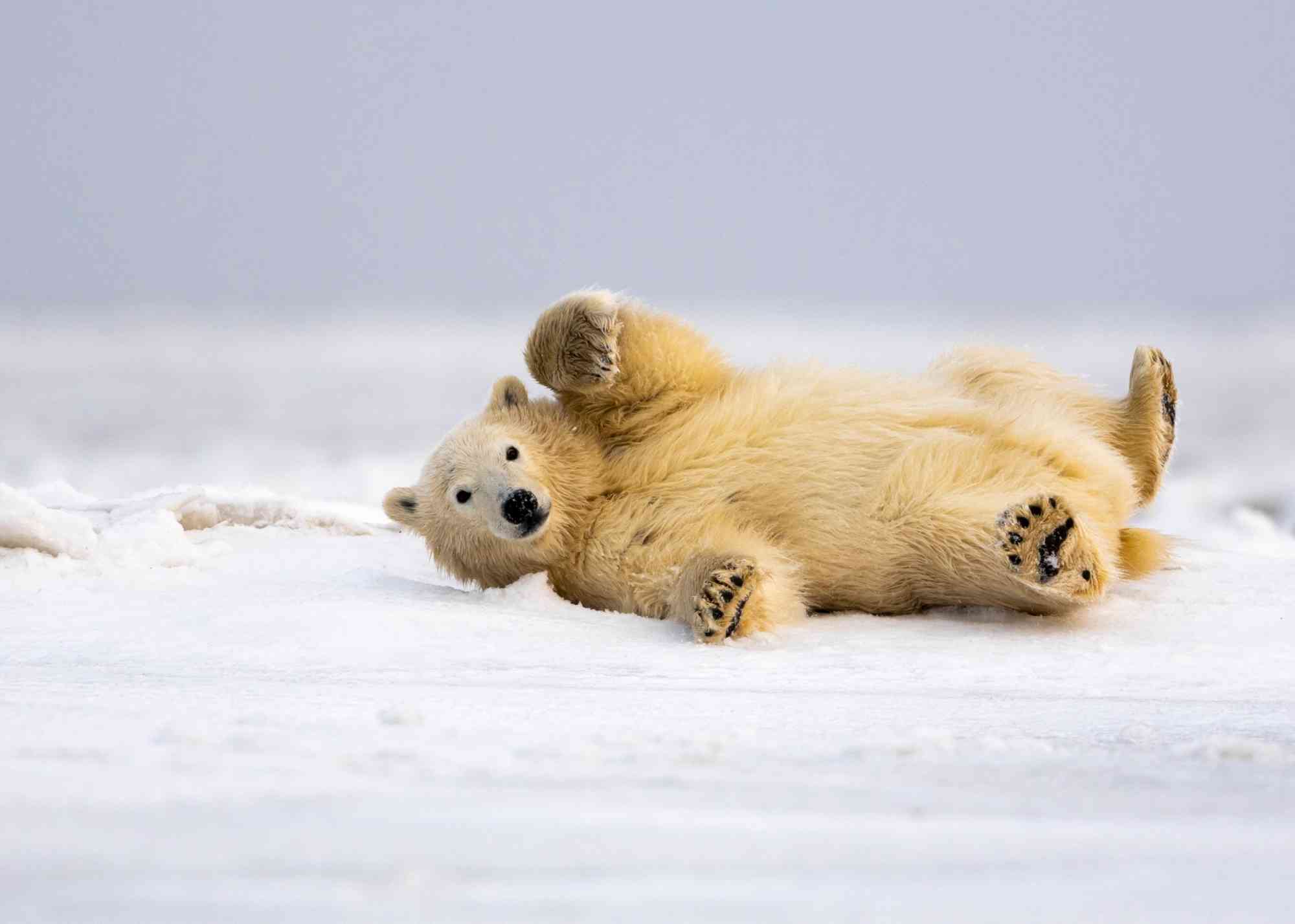 2018.10.11 - Polar Bear Waving - Alaska - Tom Ingram - Alamy Stock Photo