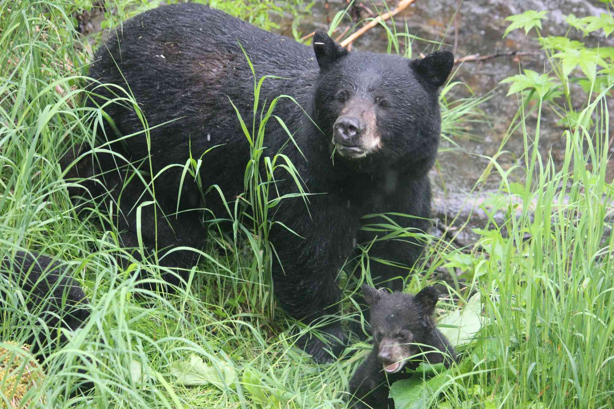 2019.12.27 - Black Bear Momma with Cub - Tongass National Forest - Alaska - Jen Christopherson - DOW