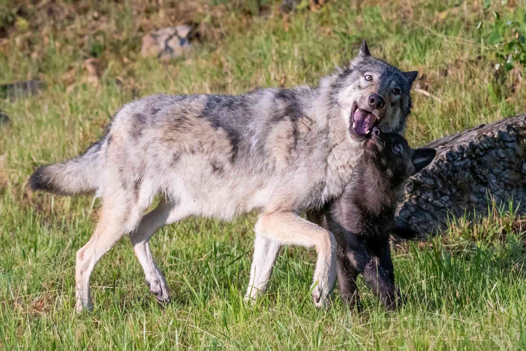 2021.02.07 - Young Wolf Pup Playing with Mom - Kara Capaldo - iStockphoto
