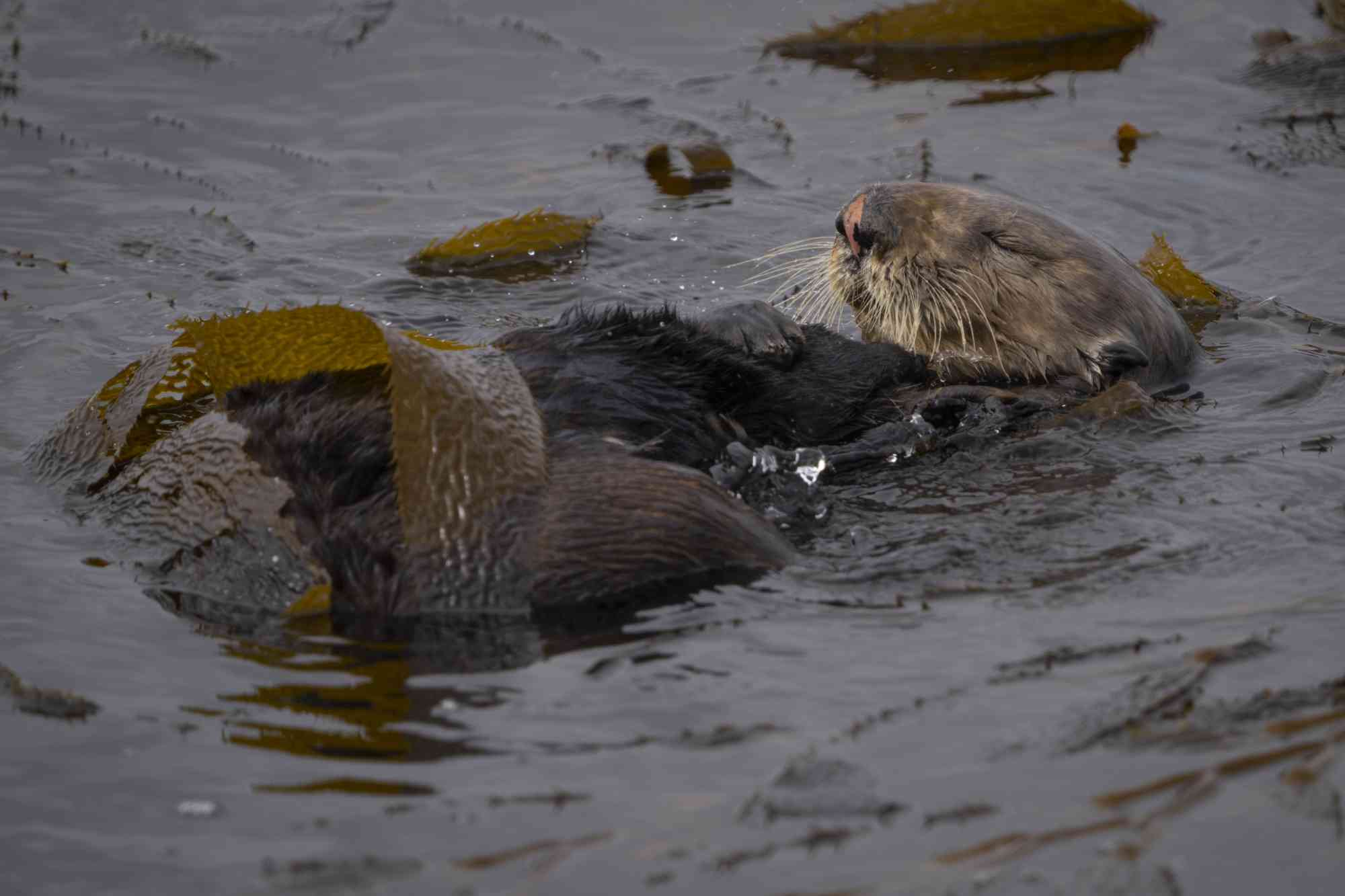 Sea otter in kelp 