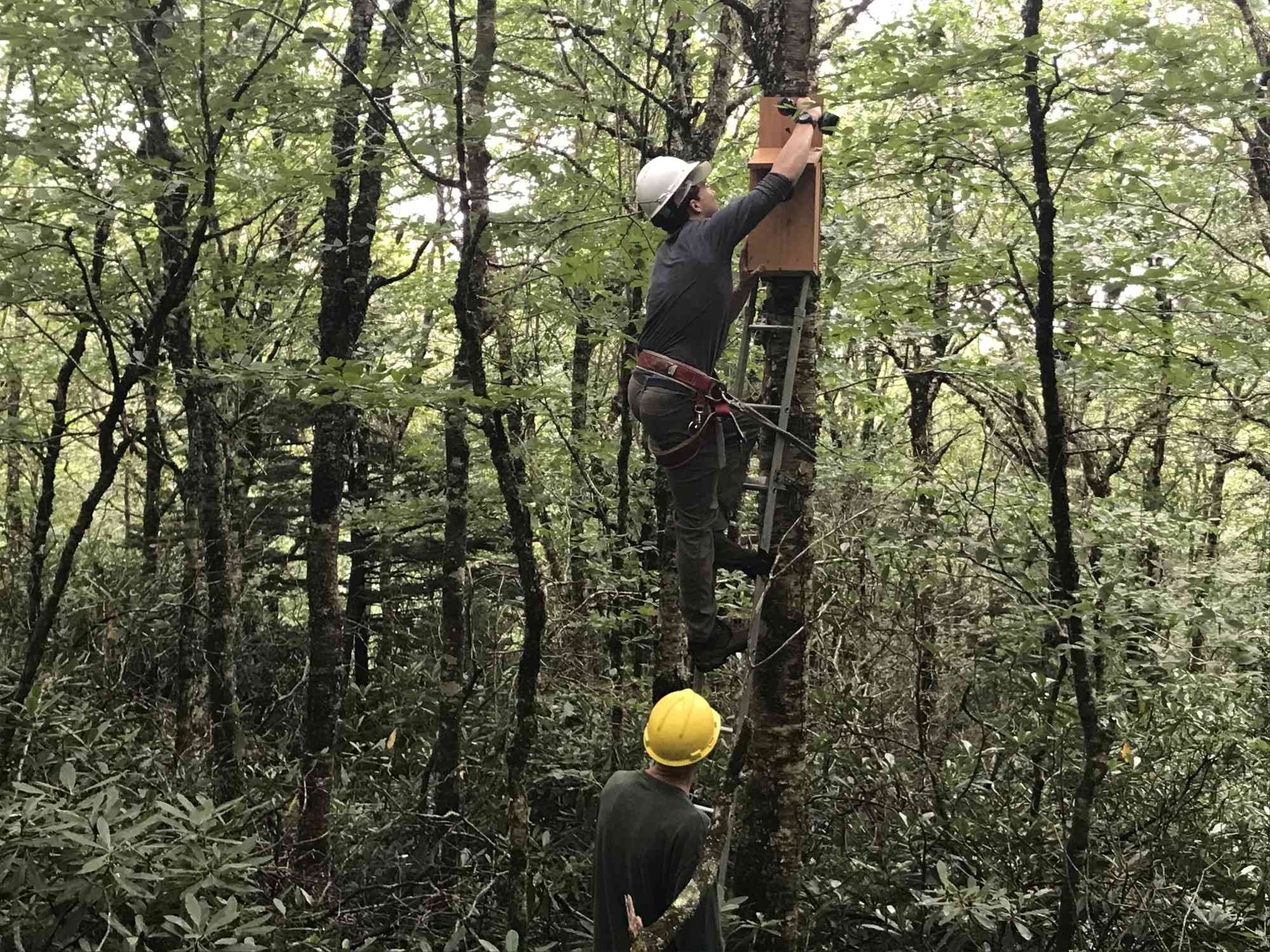 2023.08.16 - SE - Box being installed at top of ladder - North Carolina - Tracy Davids-DOW