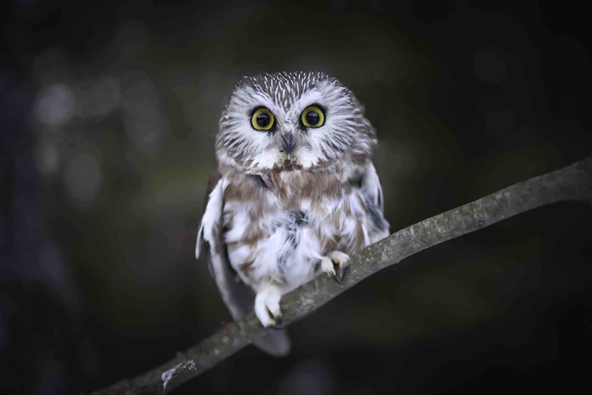 2019.3.29-NorthernSaw-Whet Owl- Andy Witchger CC BY 2.0 DEED
