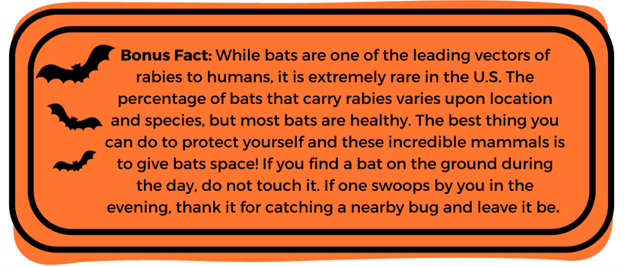 Bat Blog Fact 2