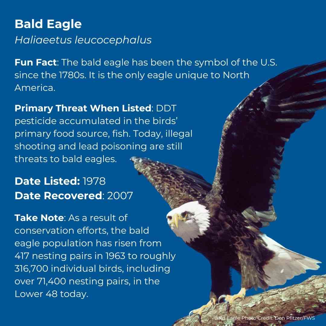 Bald Eagle   Haliaeetus leucocephalus      Fun Fact: The bald eagle has been the symbol of the U.S. since the 1780s. It is the only eagle unique to North America.      Date Listed: 1978      Primary Threat When Listed: DDT pesticide accumulated in the birds’ primary food source, fish. Today, illegal shooting and lead poisoning are still threats to bald eagles.       Date Recovered: 2007      Take Note: As a result of conservation efforts, the bald eagle population has risen from 417 nesting pairs in 1963 to roughly 316,700 individual birds, including over 71,400 nesting pairs, in the Lower 48 today. 
