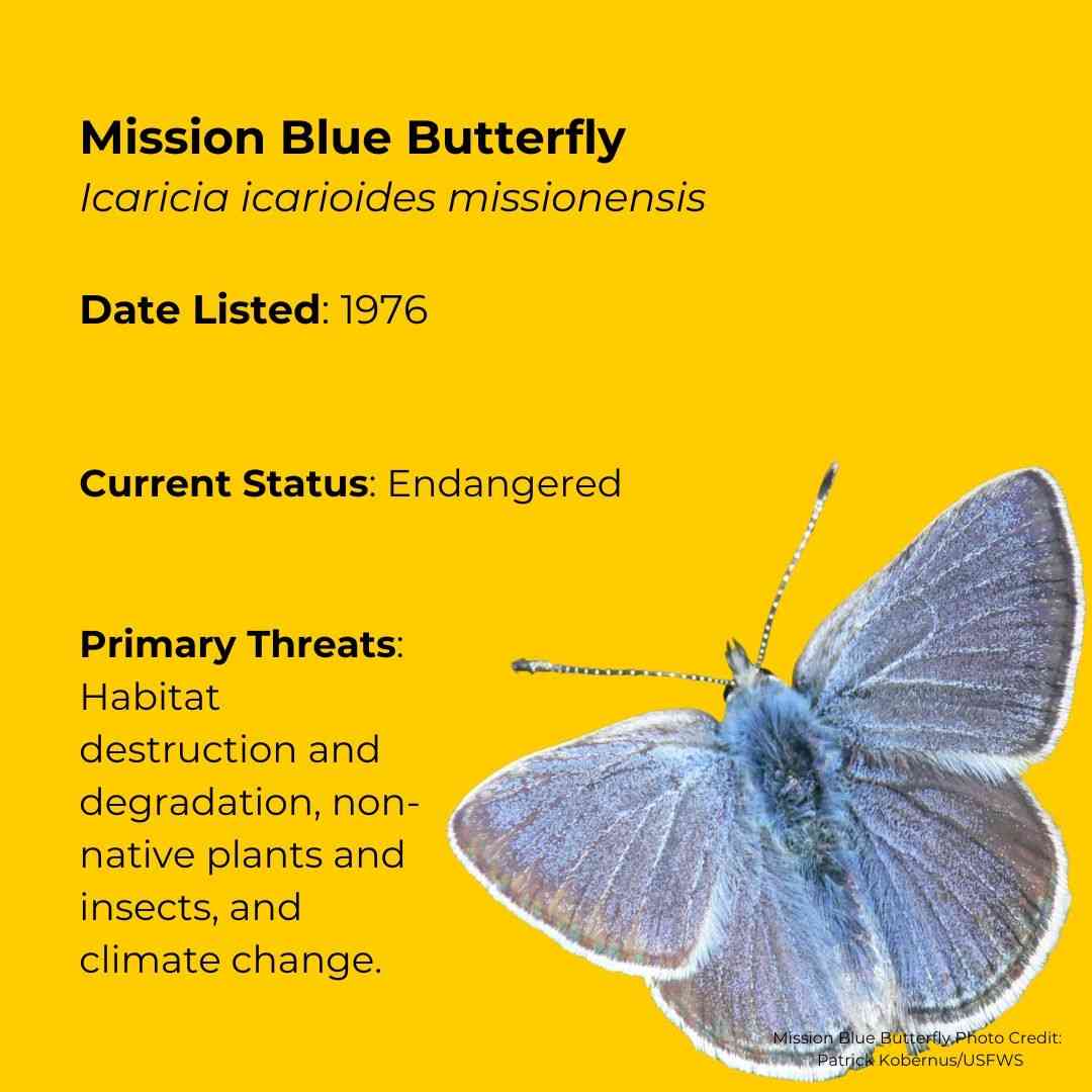 Mission Blue Butterfly   Icaricia icarioides missionensis      Date Listed: 1976      ESA Status: Endangered      Primary Threats: Habitat destruction and degradation, non-native plants and insects, and climate change. 