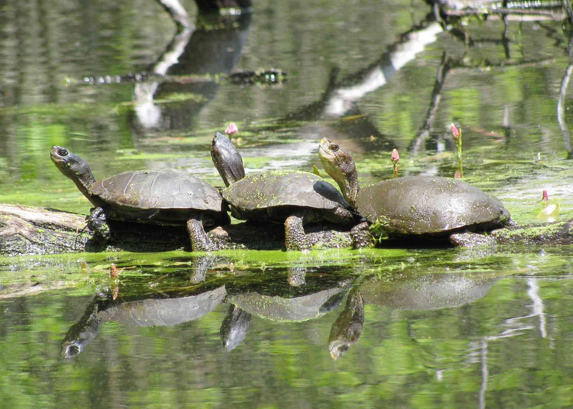 18.02.2016_Three western pond turtles sitting together_Oregon Department of Fish and Wildlife (CC BY-SA 2.0 DEED)