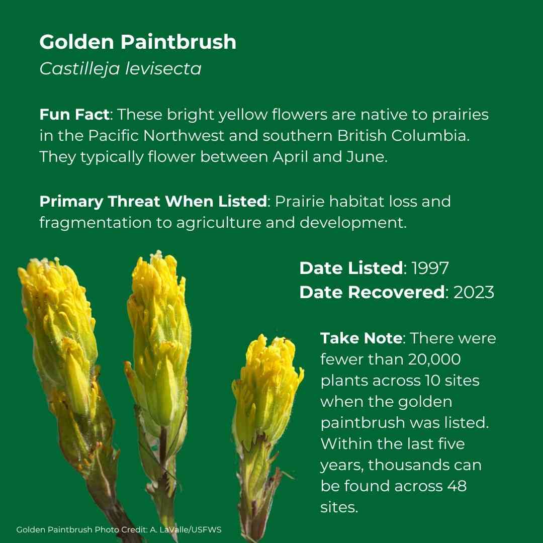 Golden Paintbrush   Castilleja levisecta      Fun Fact: These bright yellow flowers are native to prairies in the Pacific Northwest and southern British Columbia. They typically flower between April and June.      Date Listed: 1997      Primary Threat When Listed: Prairie habitat loss and fragmentation to agriculture and development.       Date Recovered: 2023      Take Note: There were fewer than 20,000 plants across 10 sites when the golden paintbrush was listed. Within the last five years, thousands can 