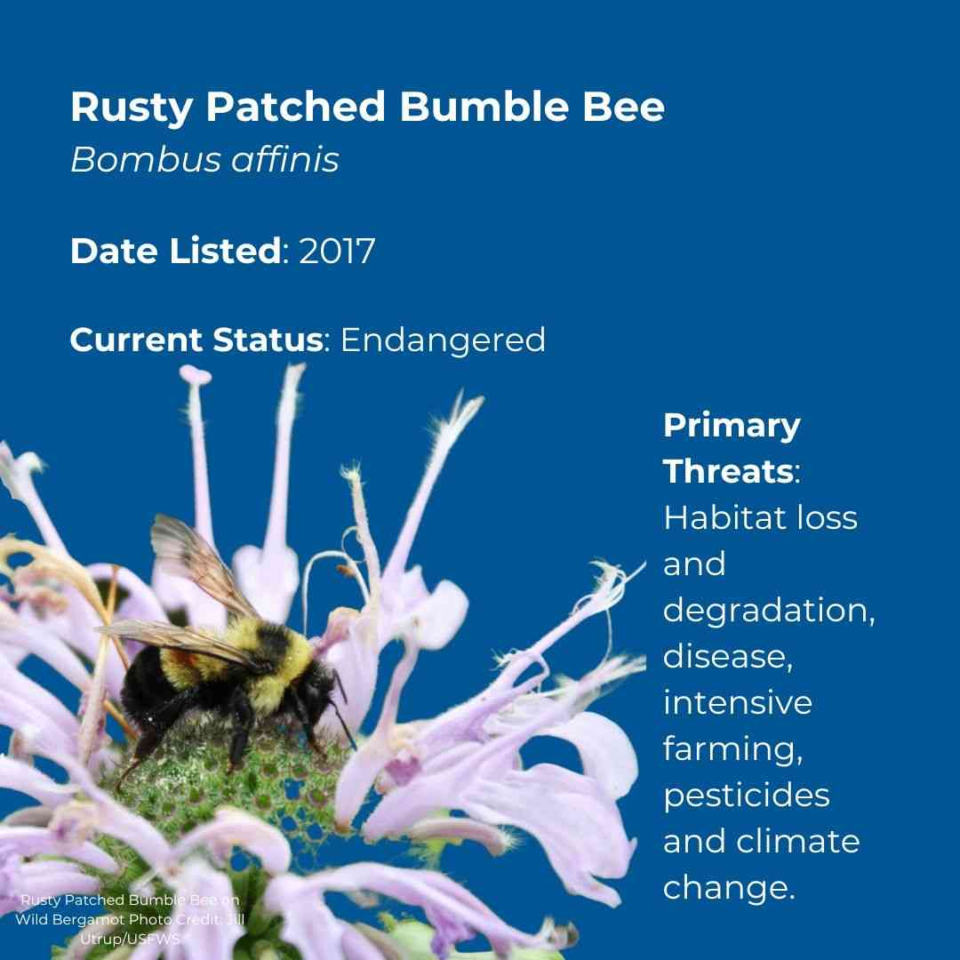 Rusty Patched Bumble Bee   Bombus affinis      Date Listed: 2017      ESA Status: Endangered      Primary Threats: Habitat loss and degradation, disease, intensive farming, pesticides and climate change. 