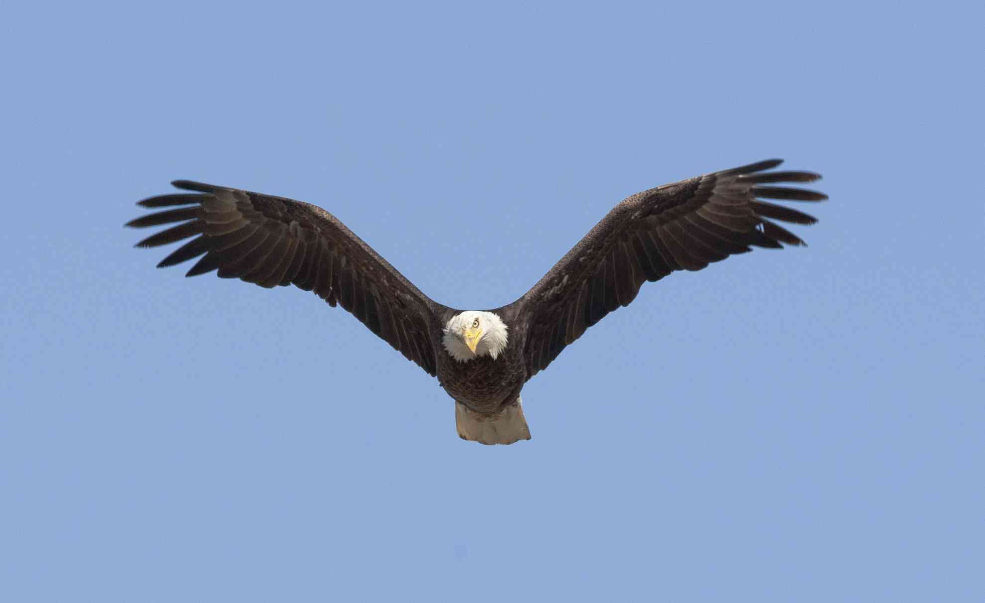 2012.05.14 - Flying Bald Eagle - Benton Lake National Wildlife Refuge - Montana - Neil Mishler - USFWS