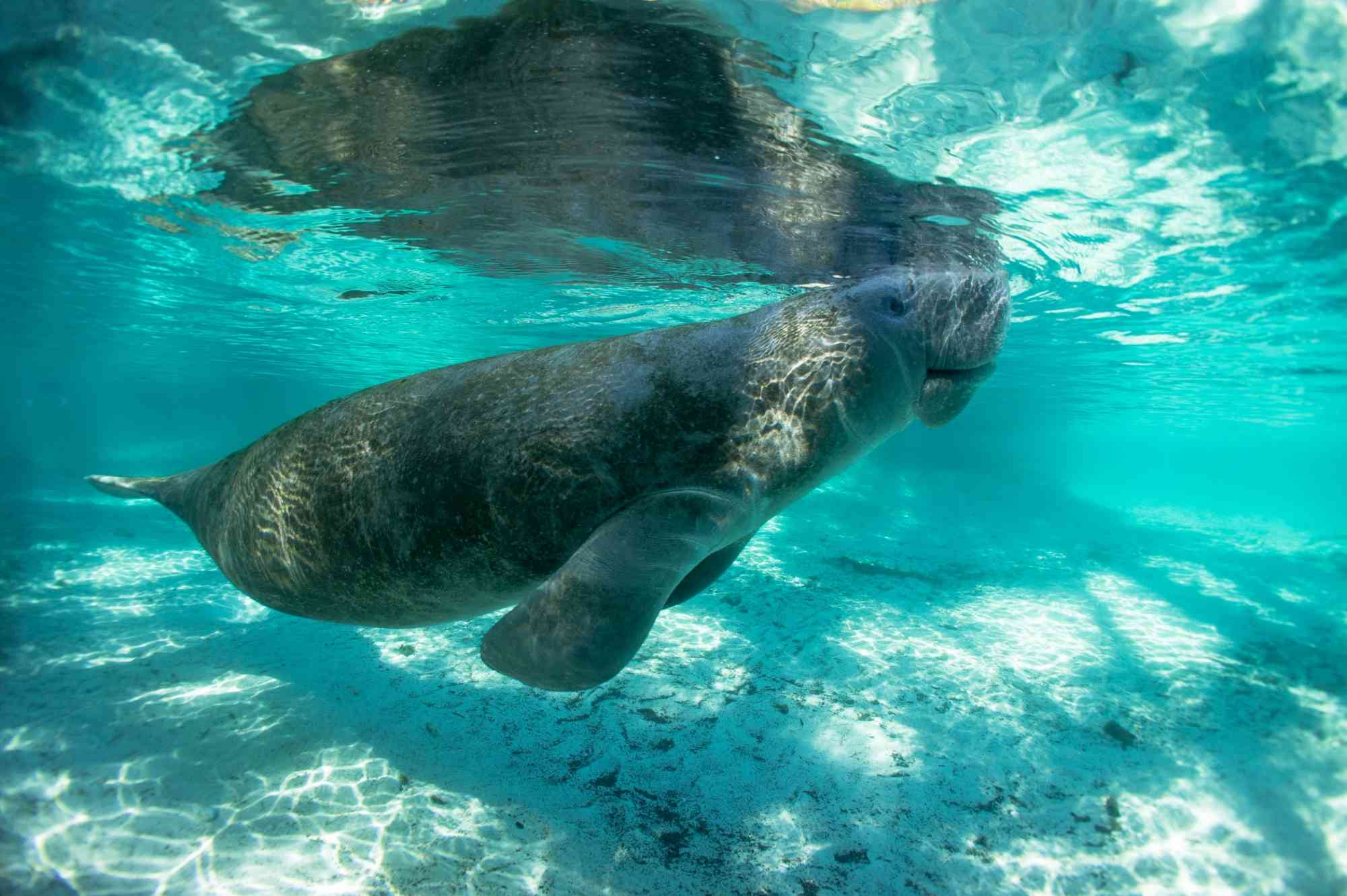 2013.03.04 - Manatee Coming up for Air - Florida - Crystal River - Tobias Frei - iStockphoto