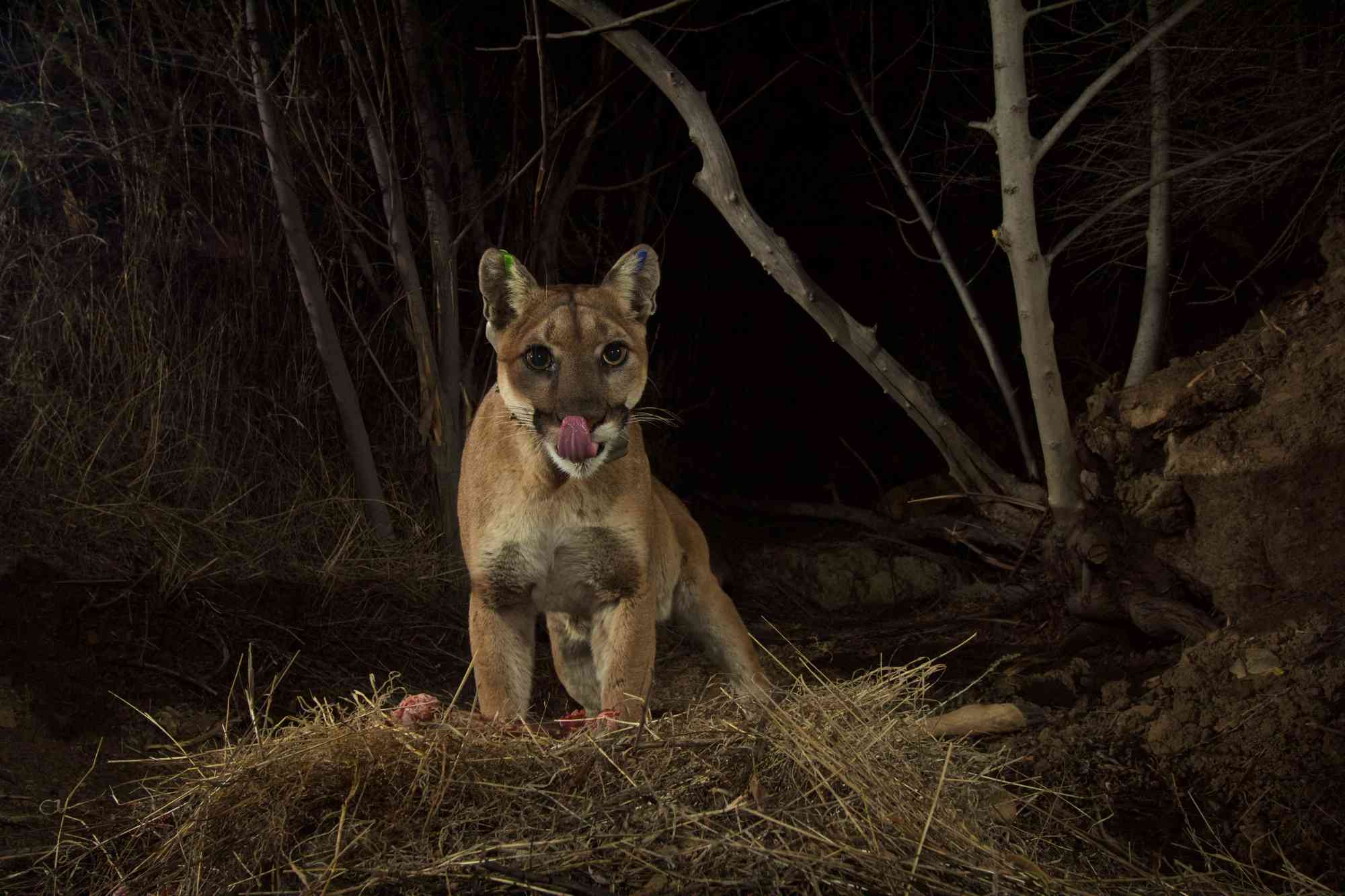 P35 mountain lion licking lips on trail camera - California - NPS