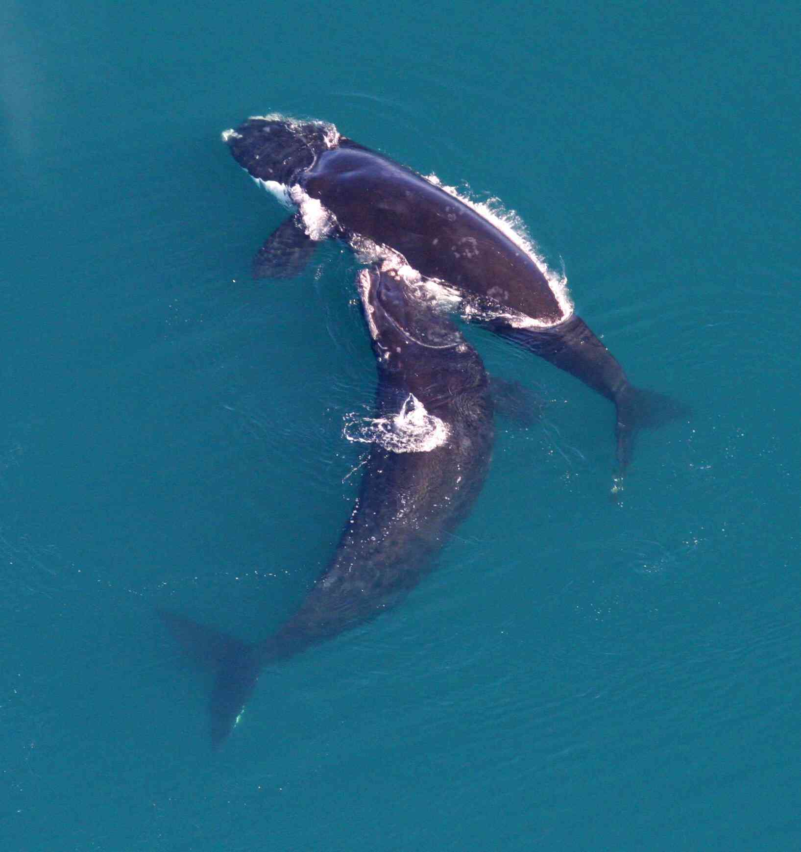 Two North Atlantic Right Whales 