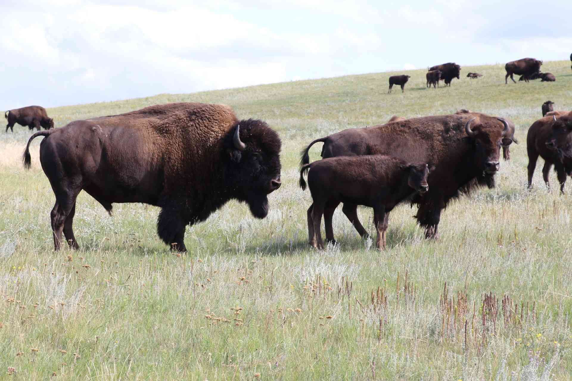 2019.08.22 - DITL - Fort Peck Bison Release - Bison release family - MS landscape - Chamois Andersen-DOW