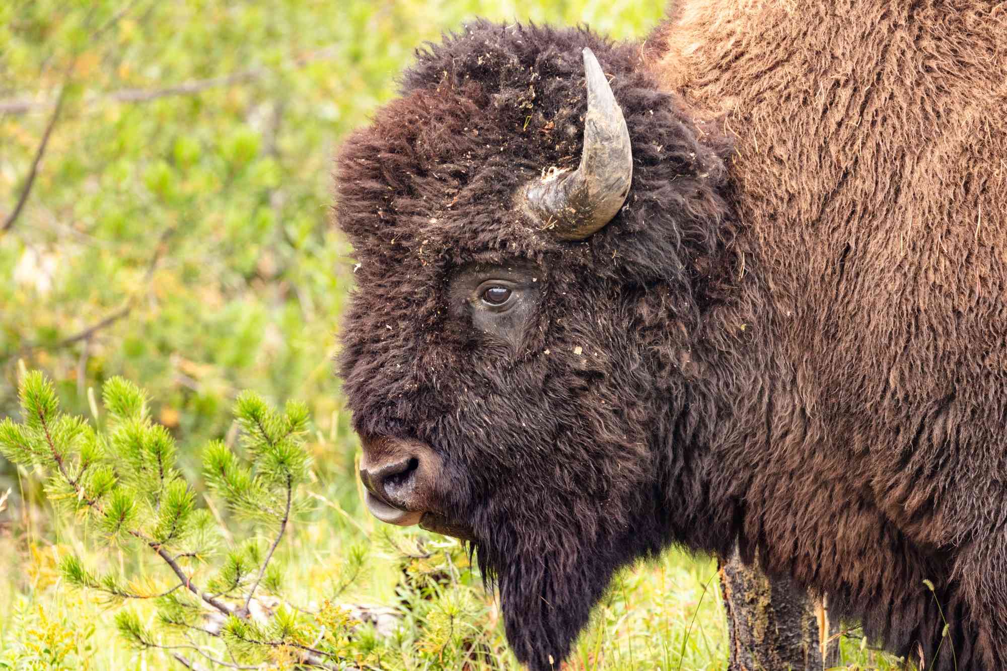 2021.08.20 - Portrait of Bison Bull - Yellowstone National Park - Wyoming - NPS Photo