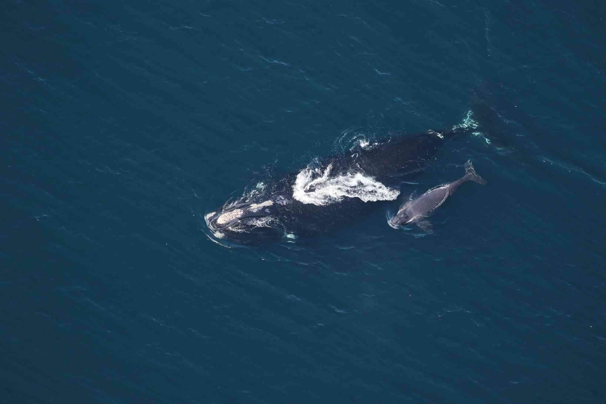2022.03.03 - North Atlantic Right Whale with Calf - Clearwater Marine Aquarium Research Institute and U.S. Army Corps of Engineers, taken under NOAA permit 20556-01