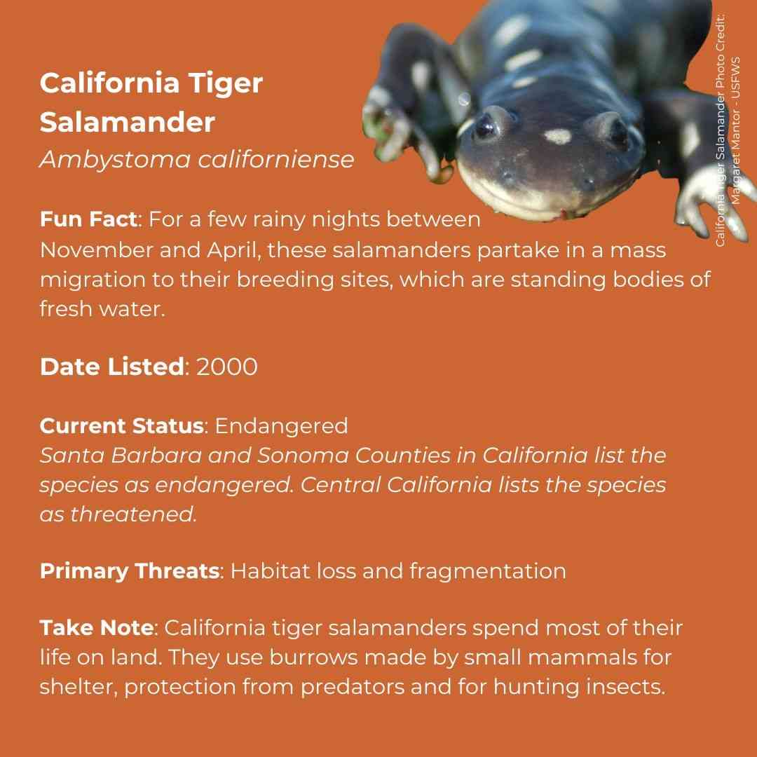 California Tiger Salamander   Ambystoma californiense      Fun Fact: For a few rainy nights between November and April, these salamanders partake in a mass migration to their breeding sites, which are standing bodies of fresh water.      Date Listed: 2000      Current Status: Endangered   Santa Barbara and Sonoma Counties in California list the species as endangered. Central California lists the species as threatened.      Primary Threats: Habitat loss and fragmentation      Take Note: California tiger sala