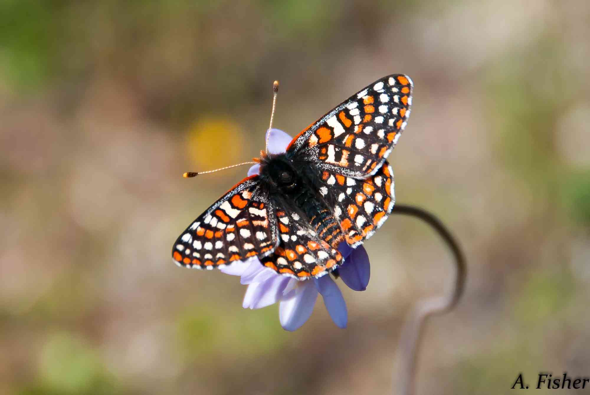 2013.03.14 - Quino Checkspot Butterfly - Sitting on Flower - Pacific Southwest - Andrew Fisher USFWS _ CC BY 2.0 DEED